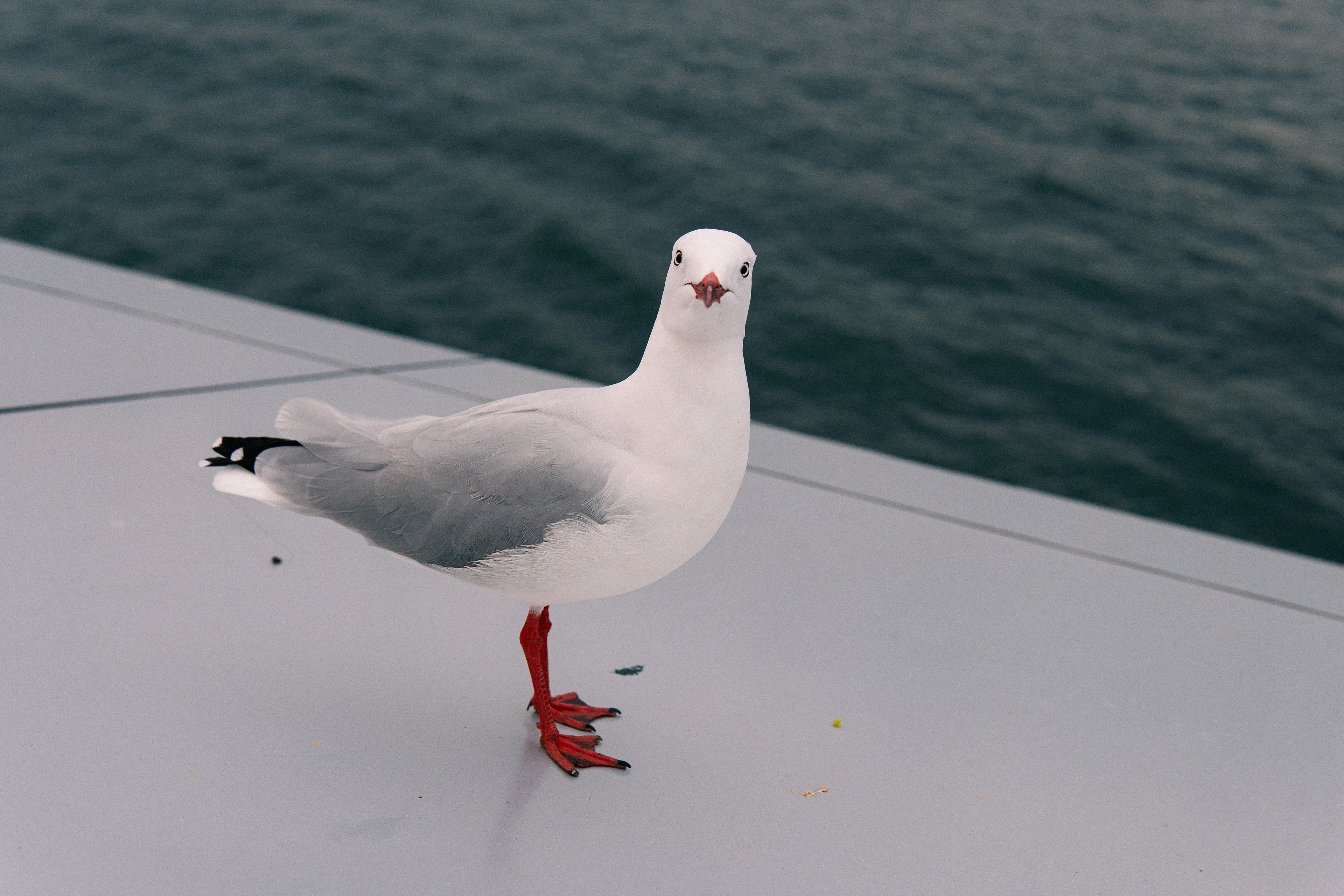 We had an evening cruise included as part of the conference. This guy drew a lot of "researcher" attention.