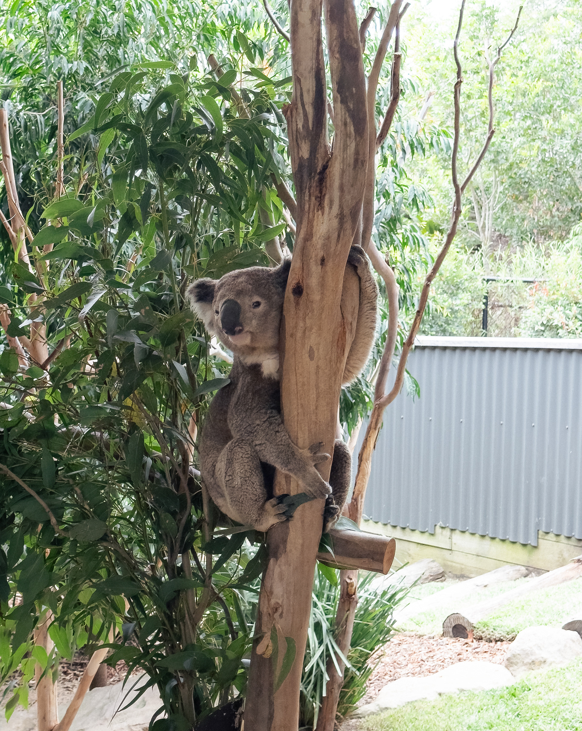 OMG Koalas! They are slow and sleepy, but amazingly cute. Perfect "teddy bears" :)