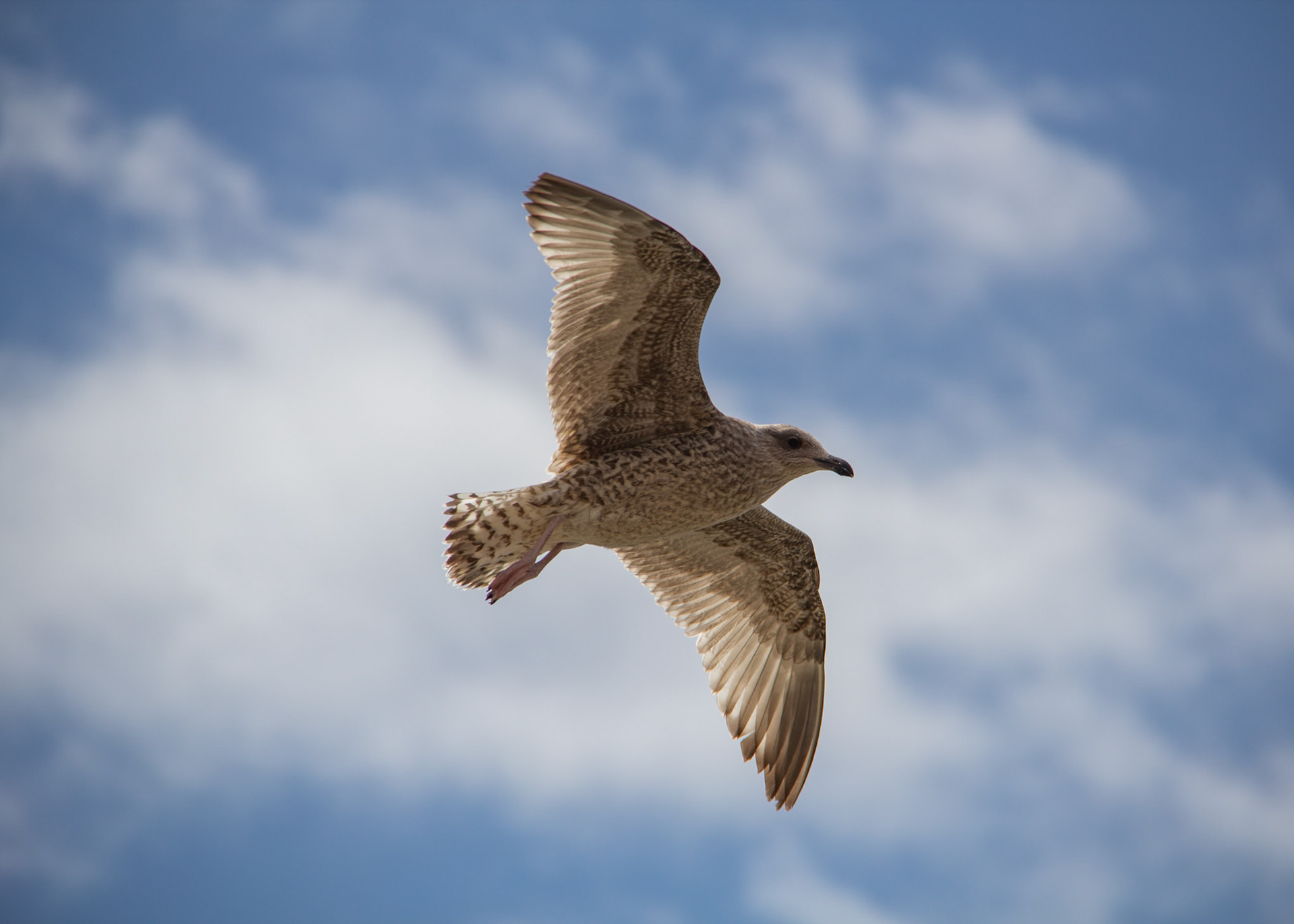 Vol au dessus d'un nid d'humains - 1/1000s - f/5.6 - ISO 100