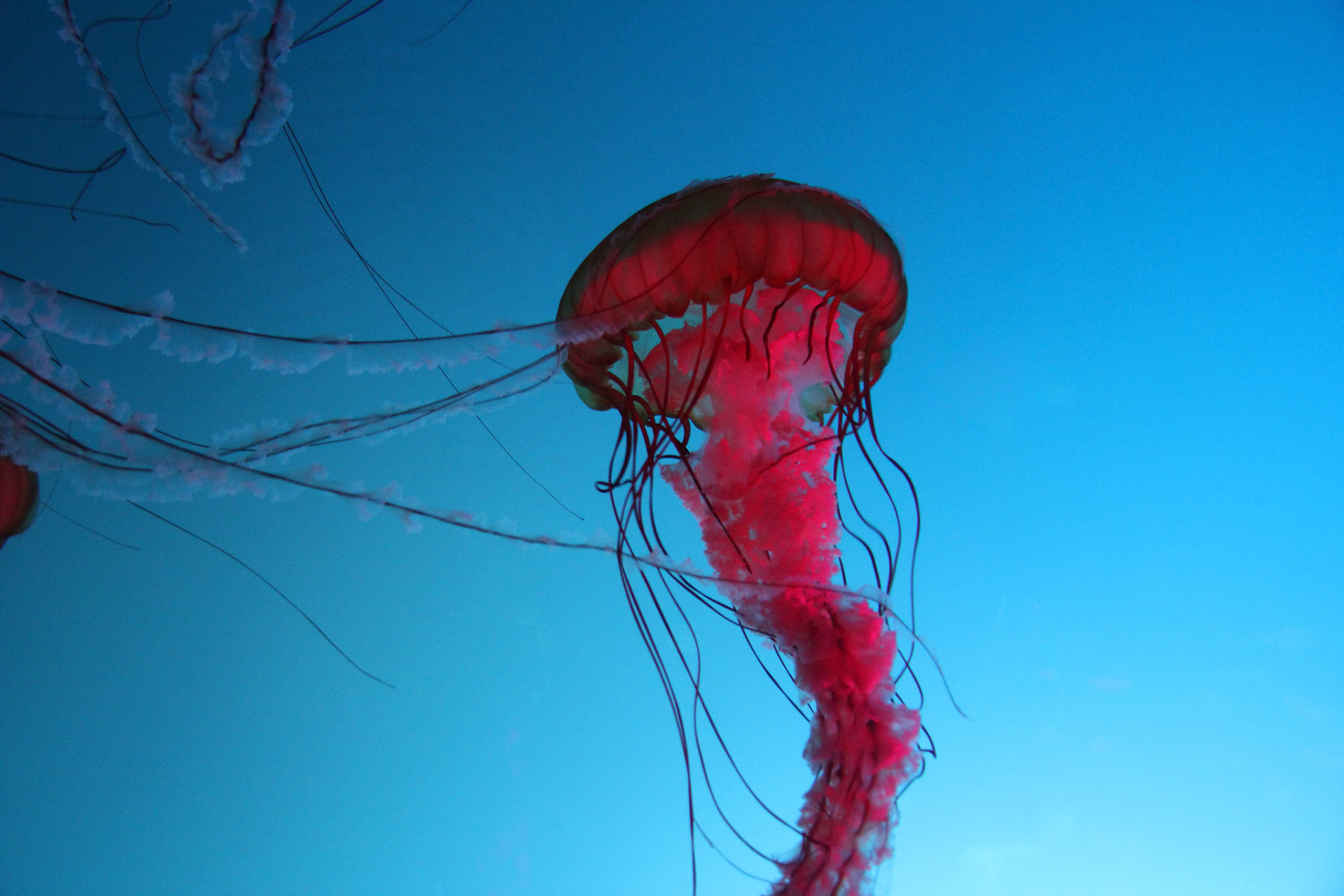 La danse aquatique - 1/30 - f/4 - ISO 1600