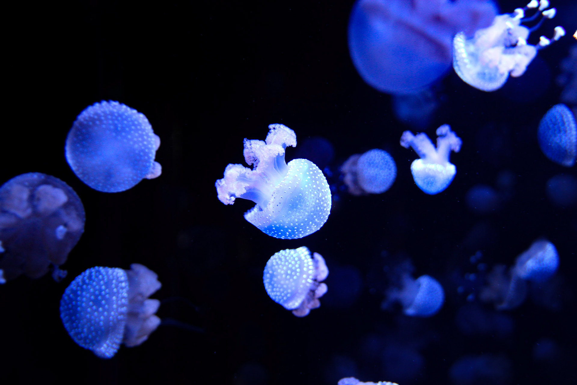 Petite et mignonne - 1/80s - f/4.5 - ISO 1000