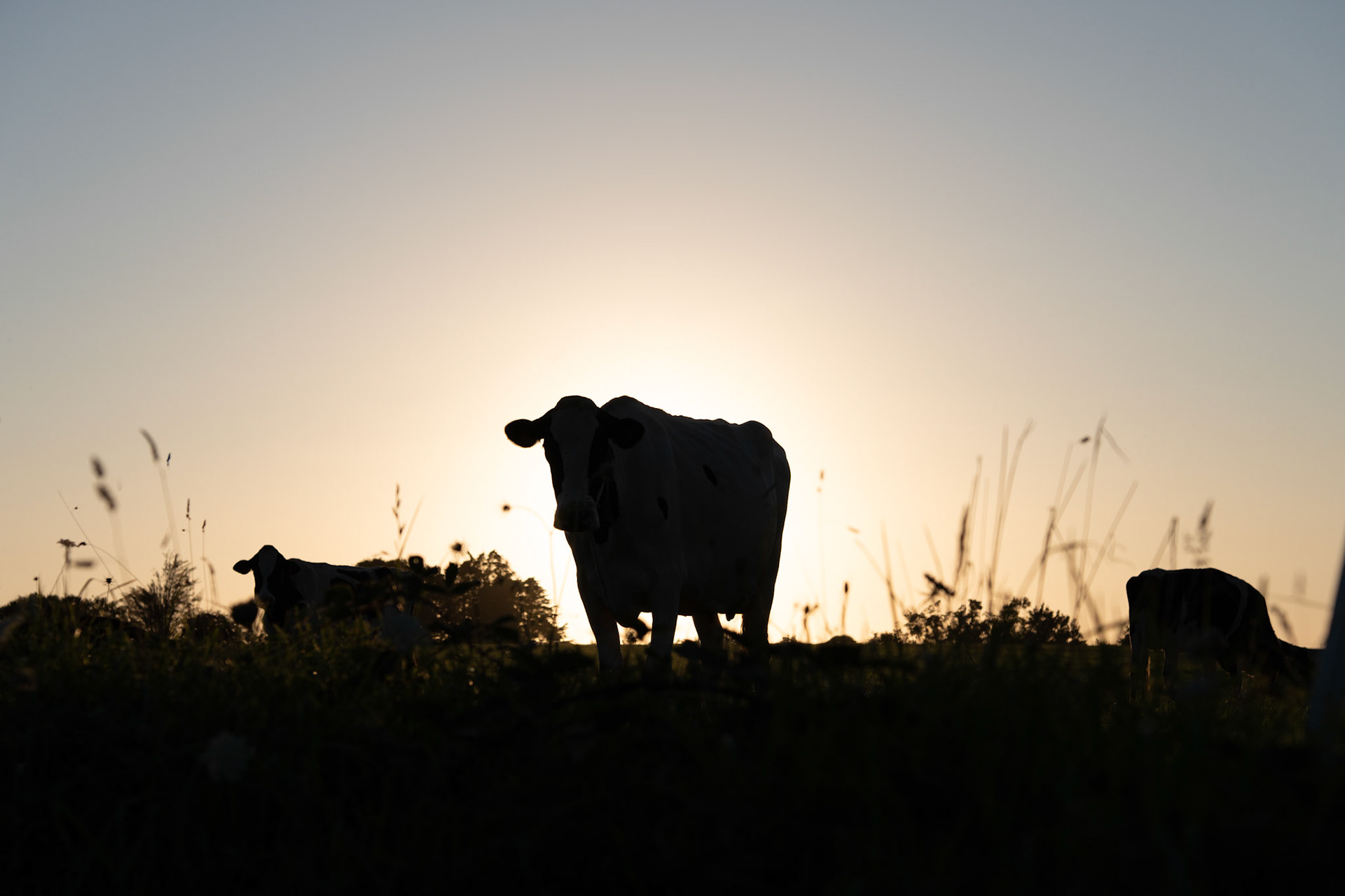 Oh la vache - 1/1600s - f/5 - ISO 100