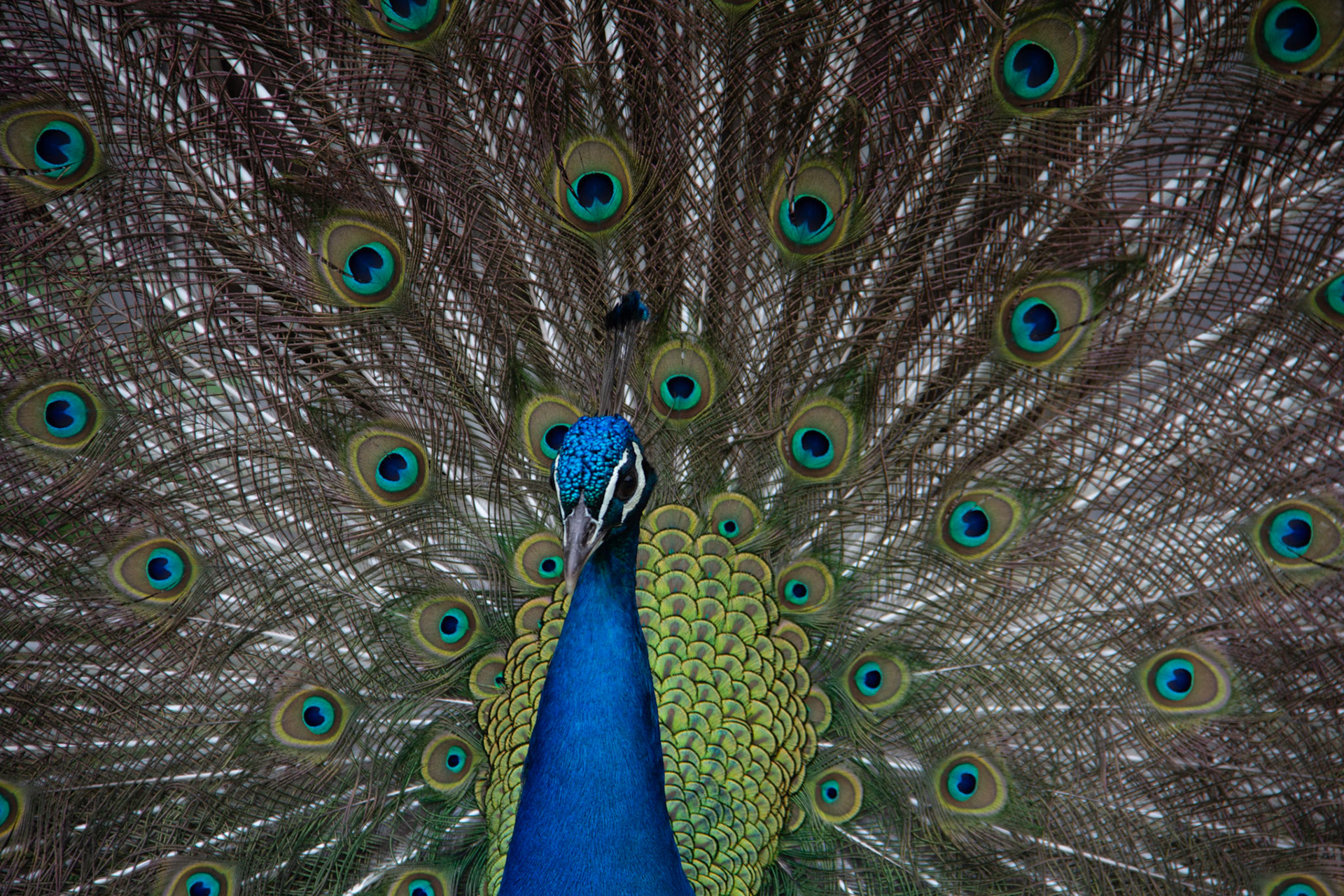 L'as de la drague - 1/100s - f/6.3 - ISO 160