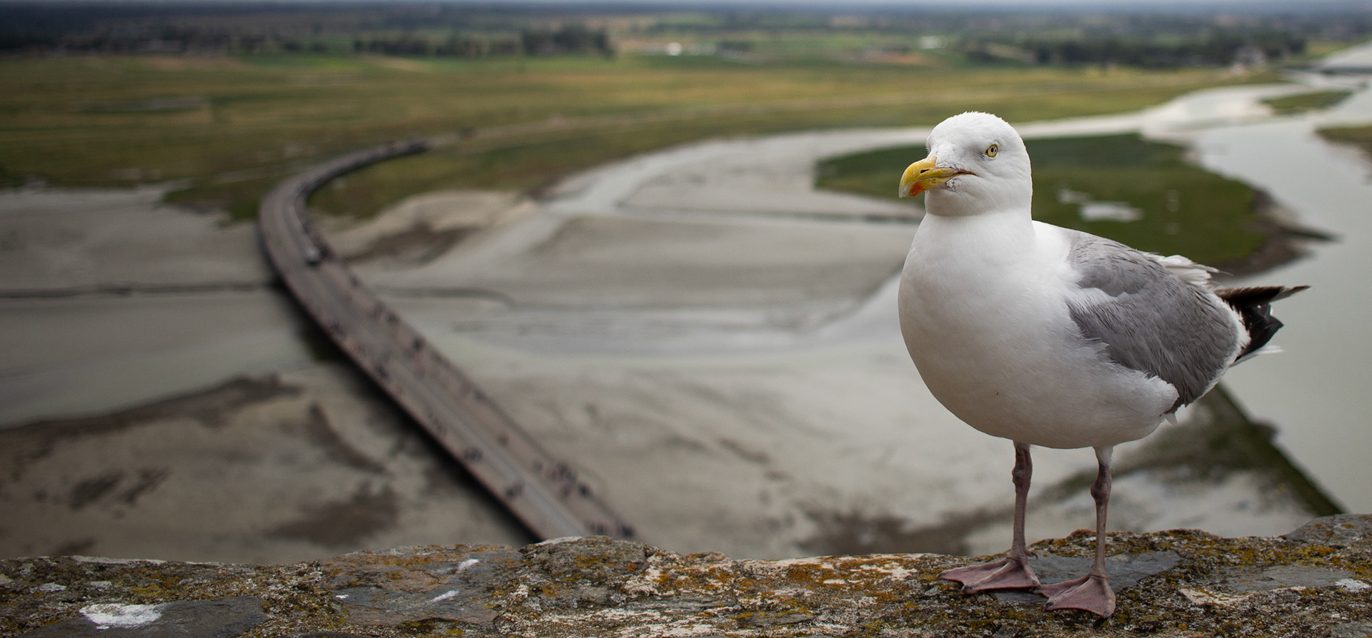 Pose de goéland - 1/4000s - f/2.8 - ISO 100