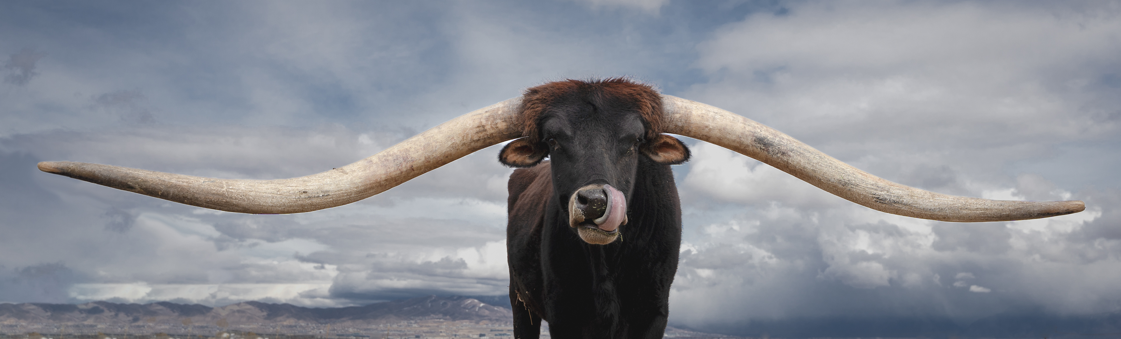 My grandkids told me of a bull that they passed on their way to school each day and that it might make a fun photo. One day I stopped and spoke with the land owner about letting me photograph his bull. He was more than happy to take me into the pasture and allowed me to take all the photos I wanted. This photo hangs in the home of 4 of my grandkids now. Thanks guys!