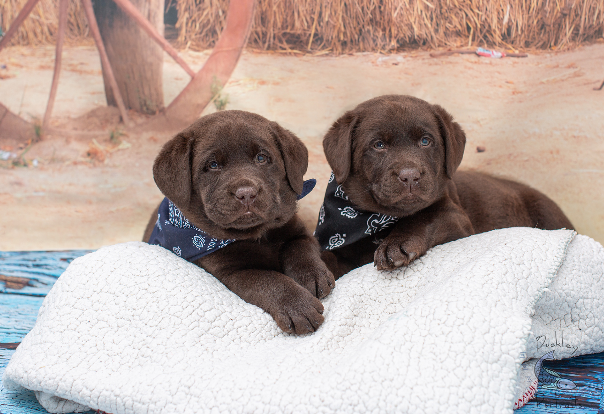 Chocolate Labrador retriever puppies