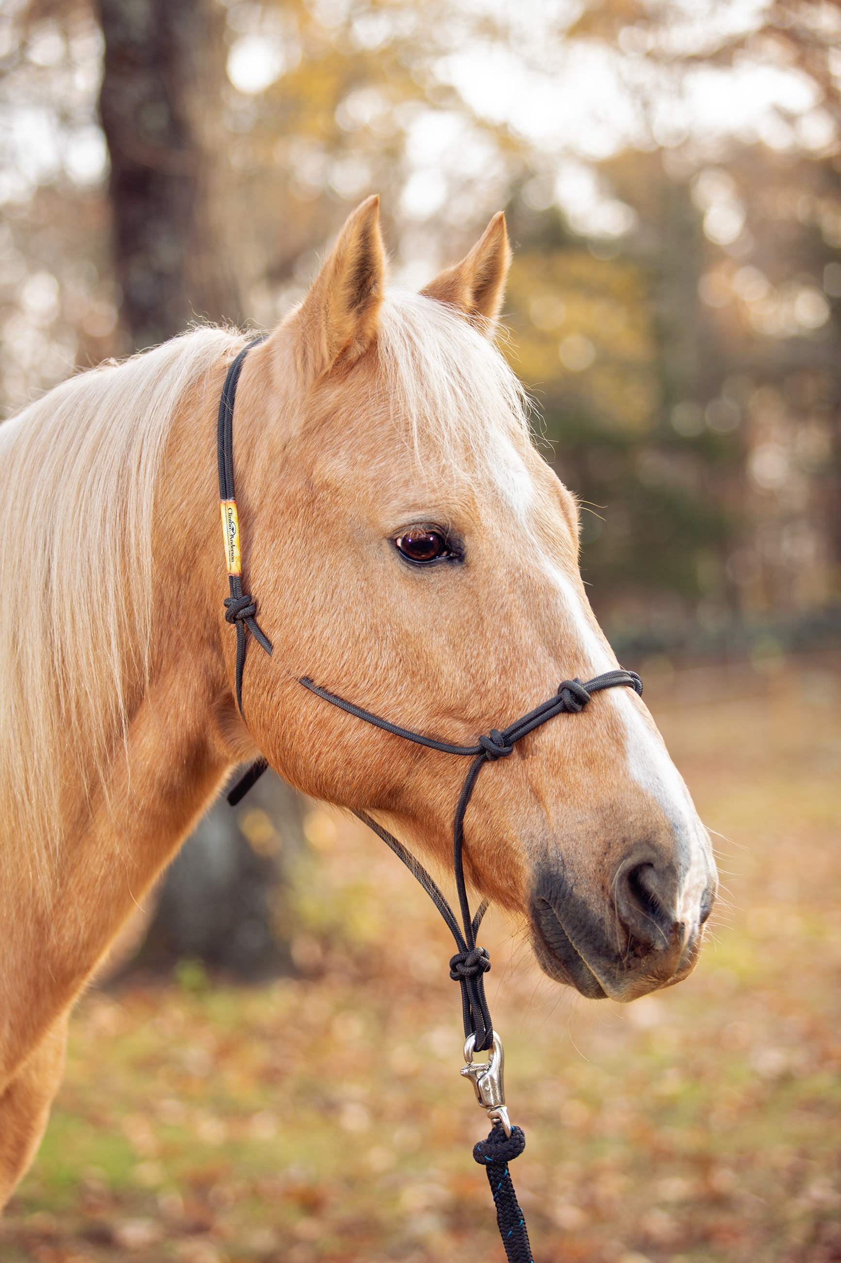 Palomino horse portrait