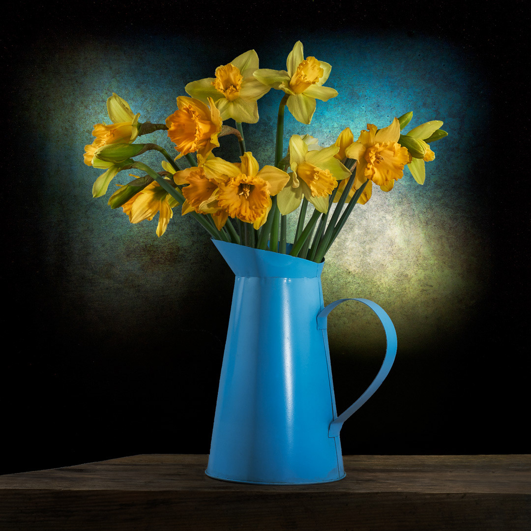 Daffodil spring