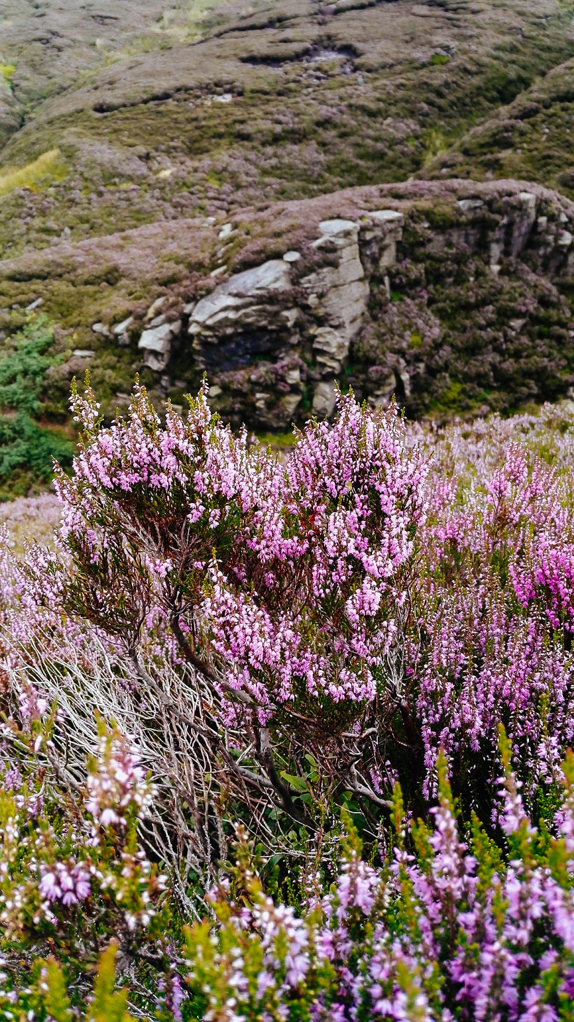 the colours of Heather