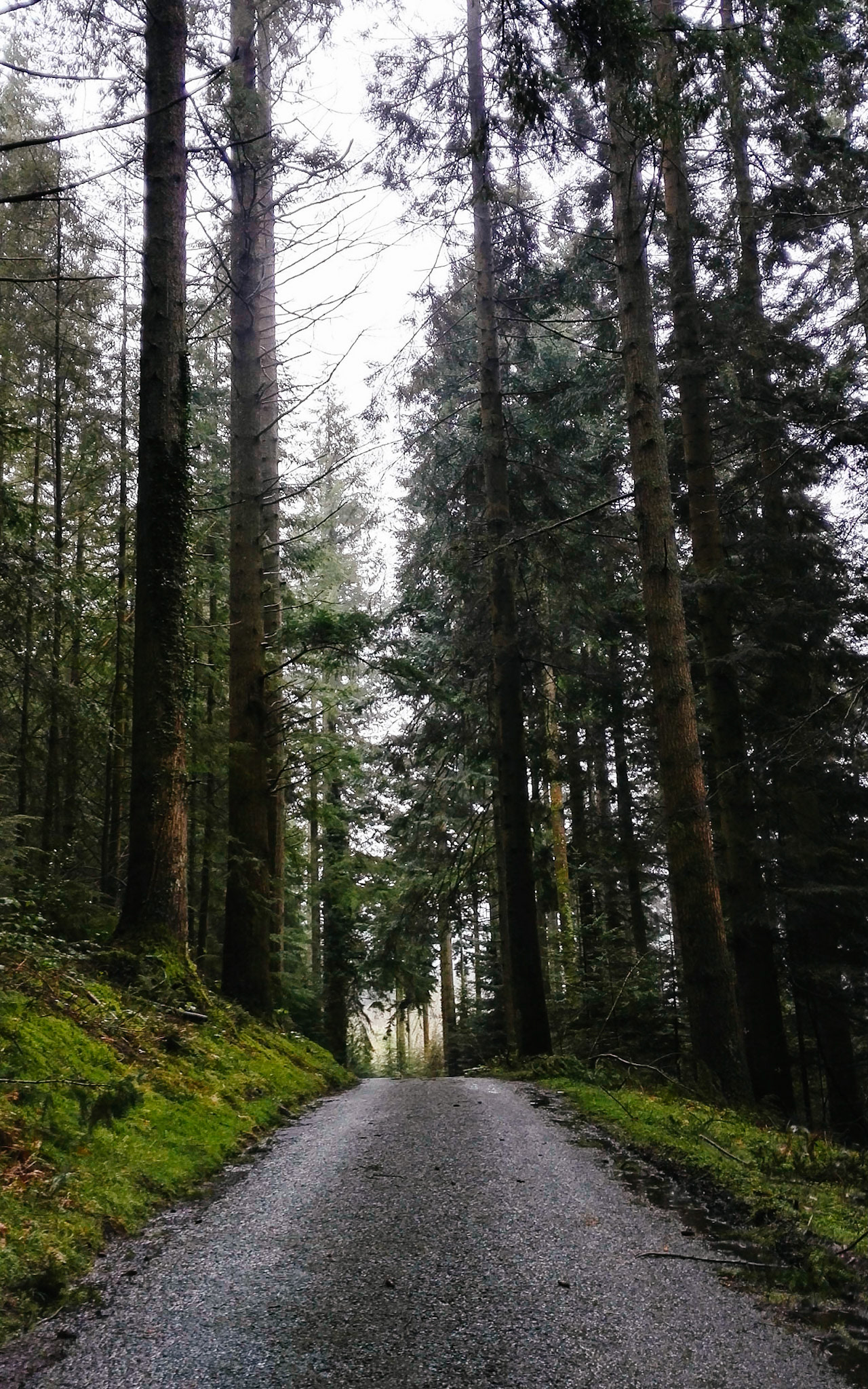 the urban roads leading us to the land of Ents