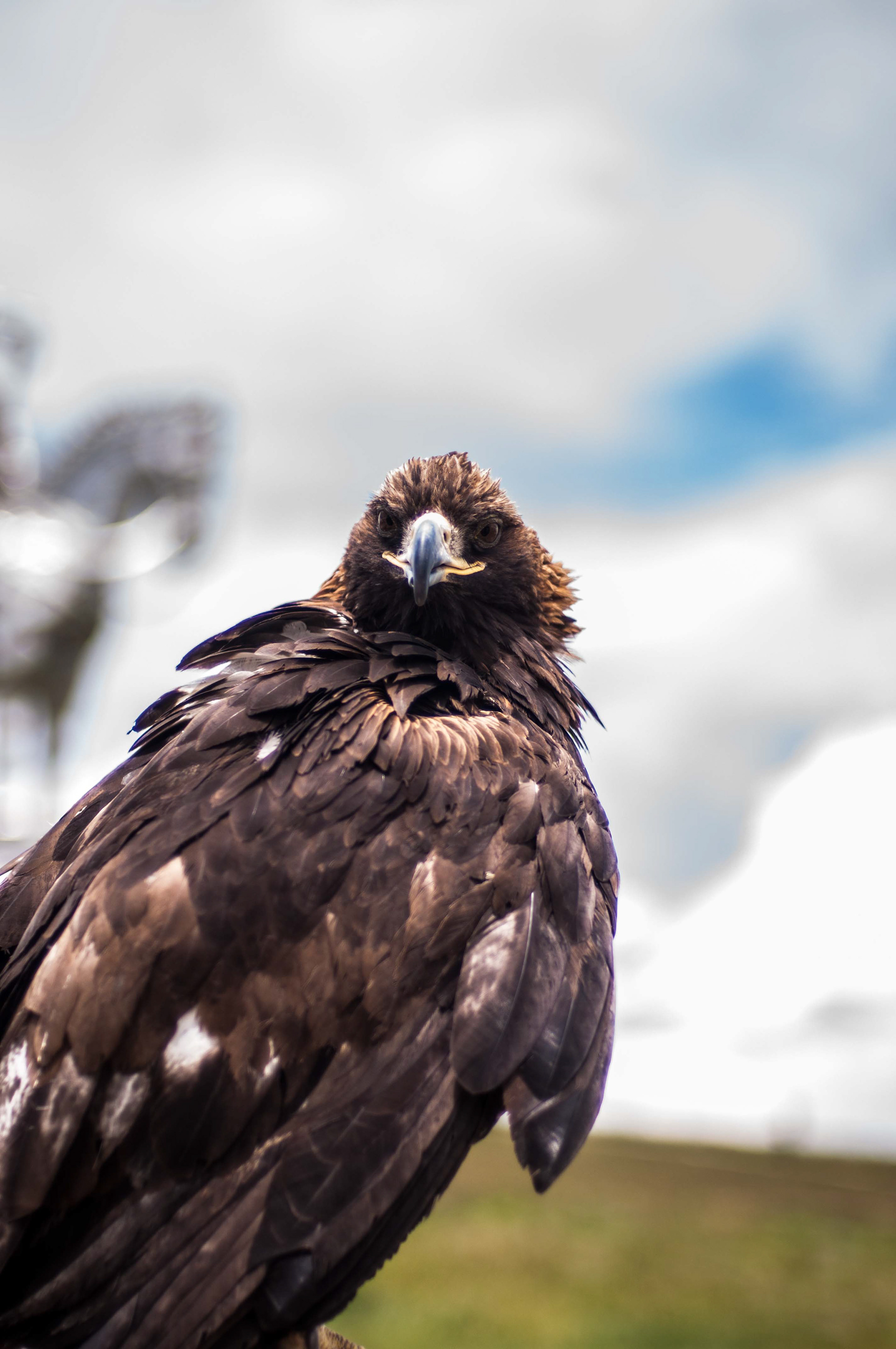 Took with Nikon D90 by yours truly - Mongolian Eagle