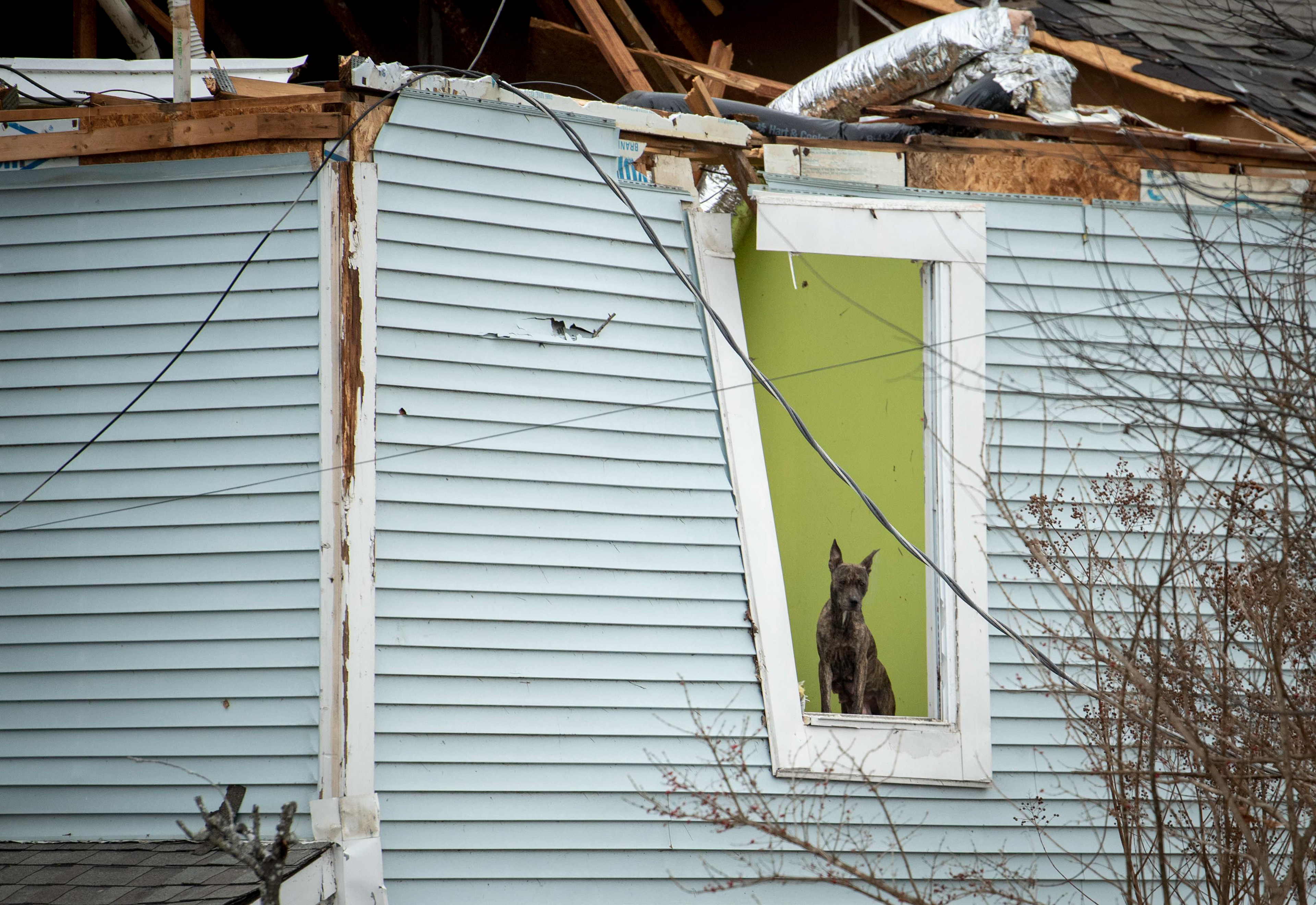 A dog can be seen peering out of the window of a damaged home on Nesbitt Road after a tornado ripped through the Madison area just outside of Nashville, Tenn., Sunday, Dec. 10, 2023.