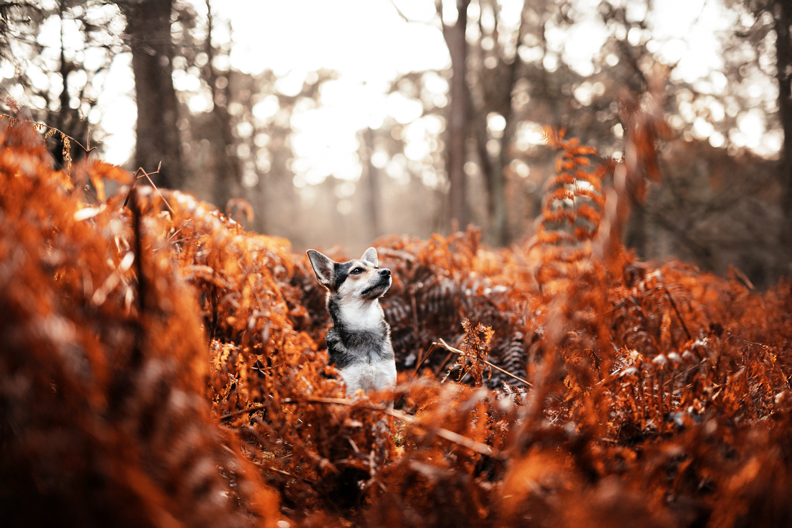 Hund sitz in braunen Farn