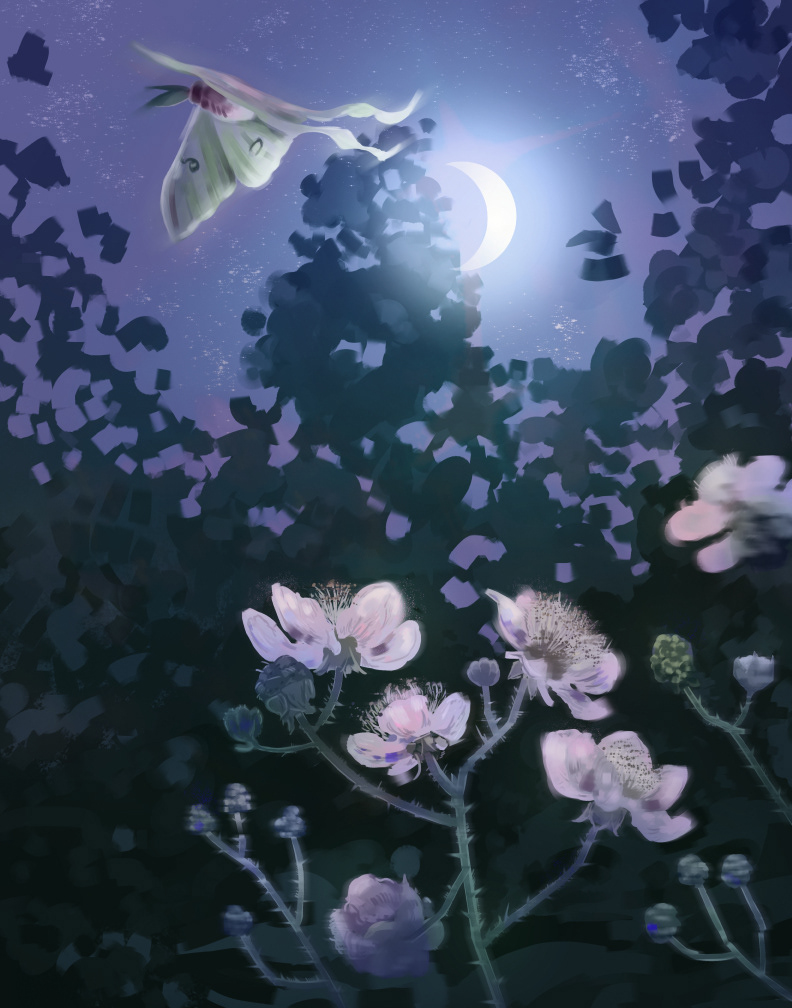 Moth with Blackberry Flowers