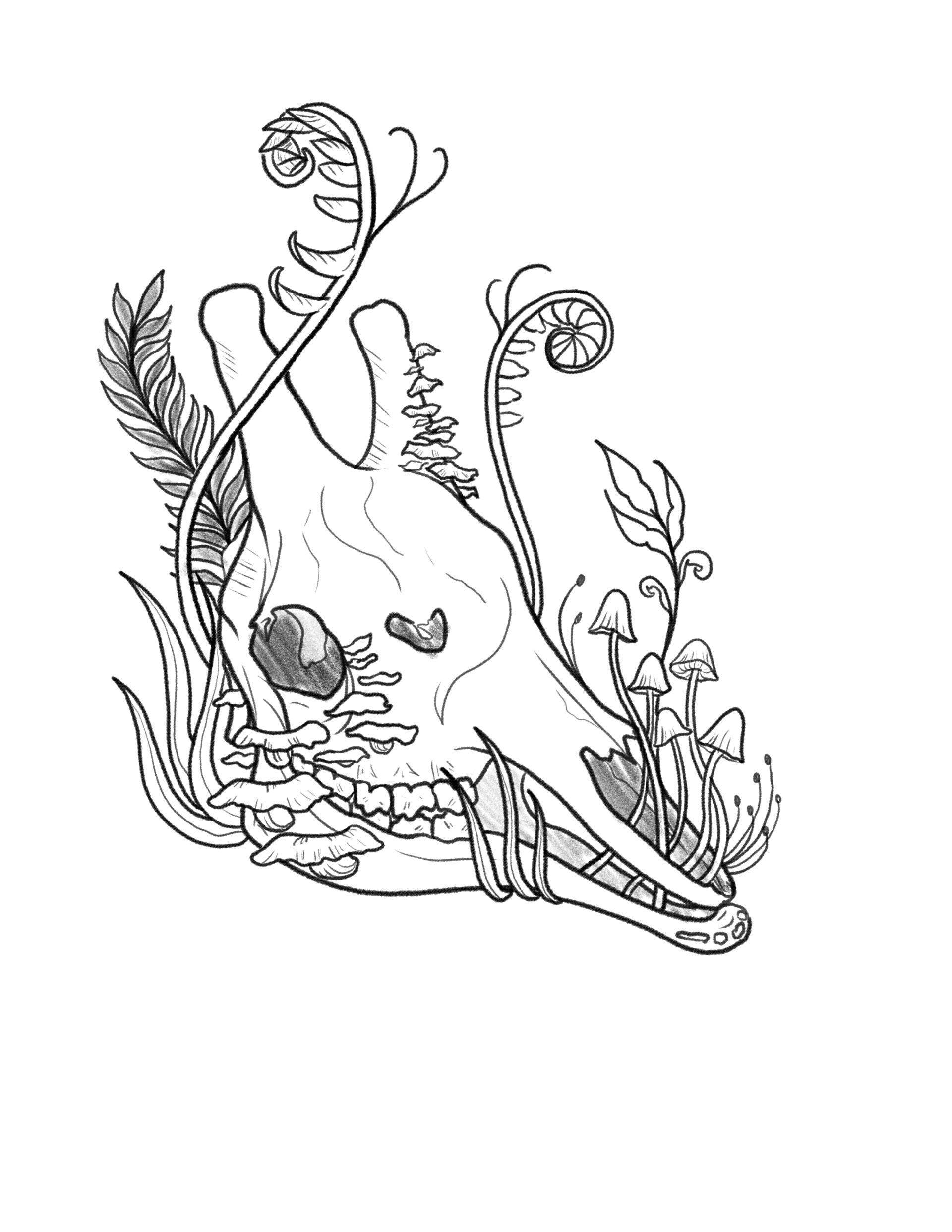 Giraffe Skull, for a tattoo