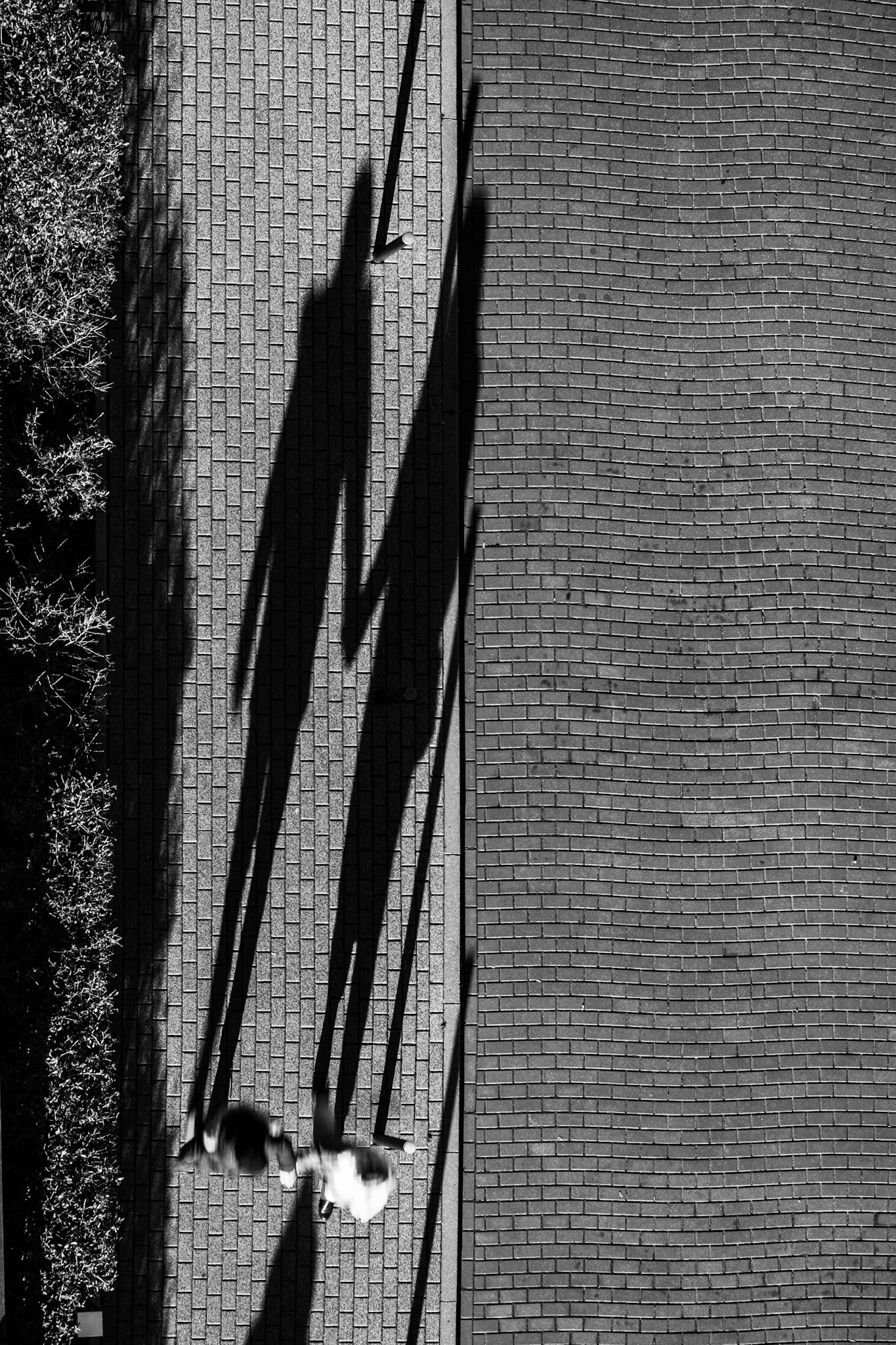 Overhead black-and-white photo of two people walking side by side on a brick pathway, casting long distinct shadows in strong sunlight.