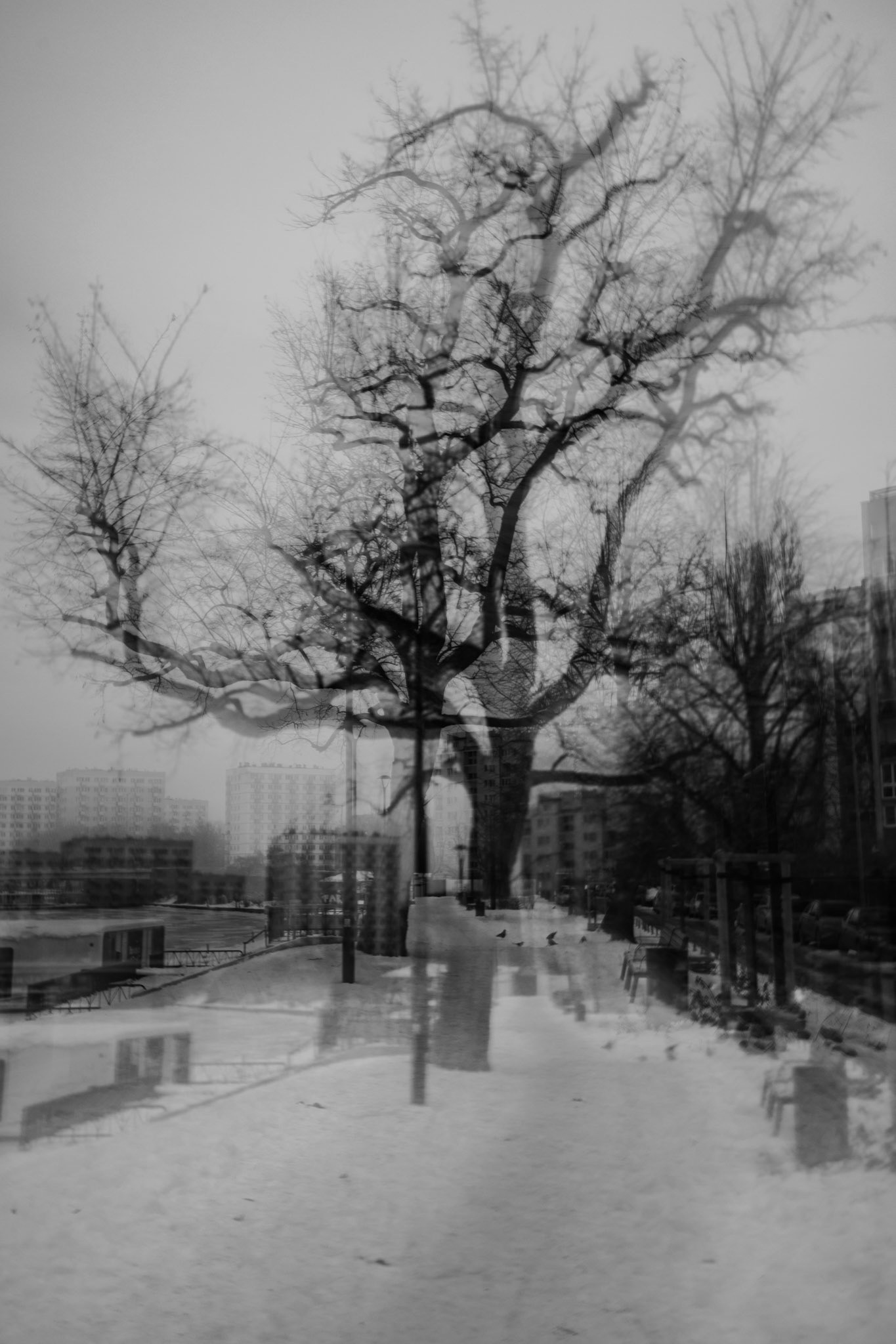 Abstract black and white long exposure of bare winter trees layered over a snowy city park with buildings in the background.