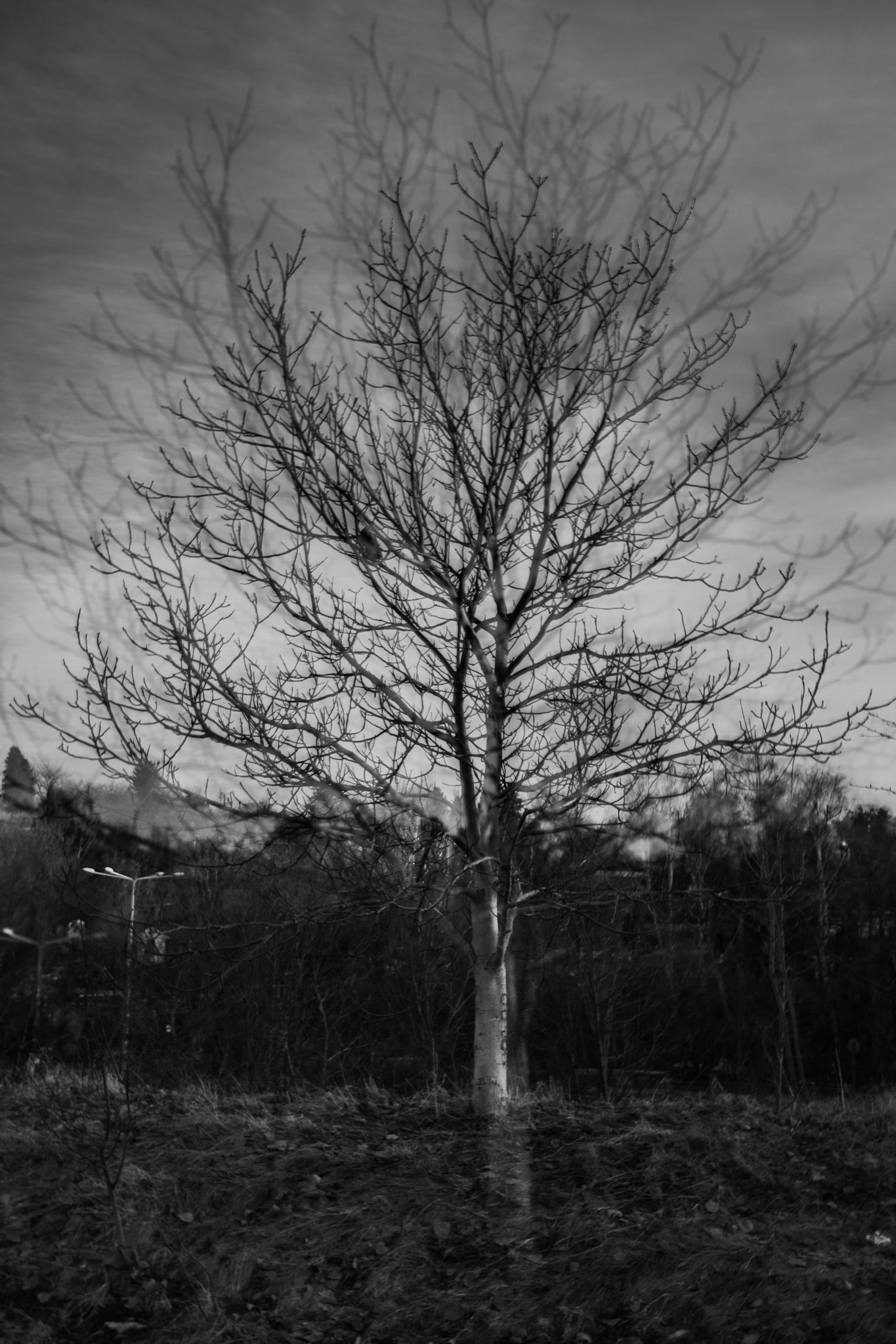 Black and white photograph of a leafless tree in a field, with bare branches extending against a cloudy sky and a forested background.