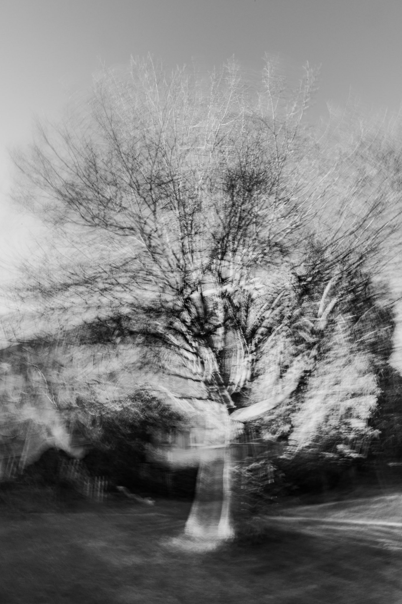 Abstract black-and-white motion blur photograph of a leafless tree in a garden, creating a ghostly and dreamlike effect against a soft gray sky.