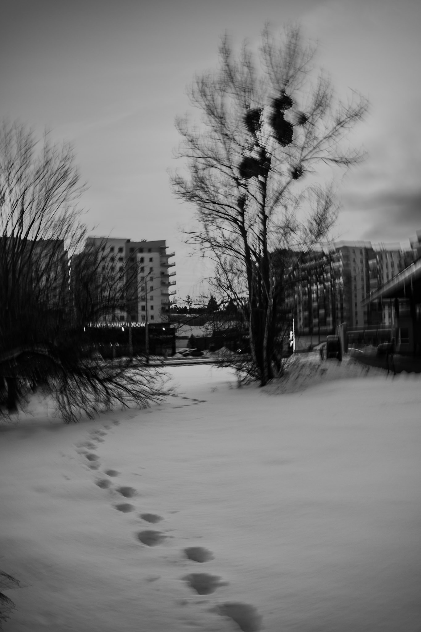 Black and white photo of footprints in fresh snow leading toward leafless trees and apartment buildings in a winter urban landscape.