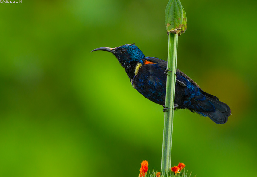Purple Rumped Sunbird