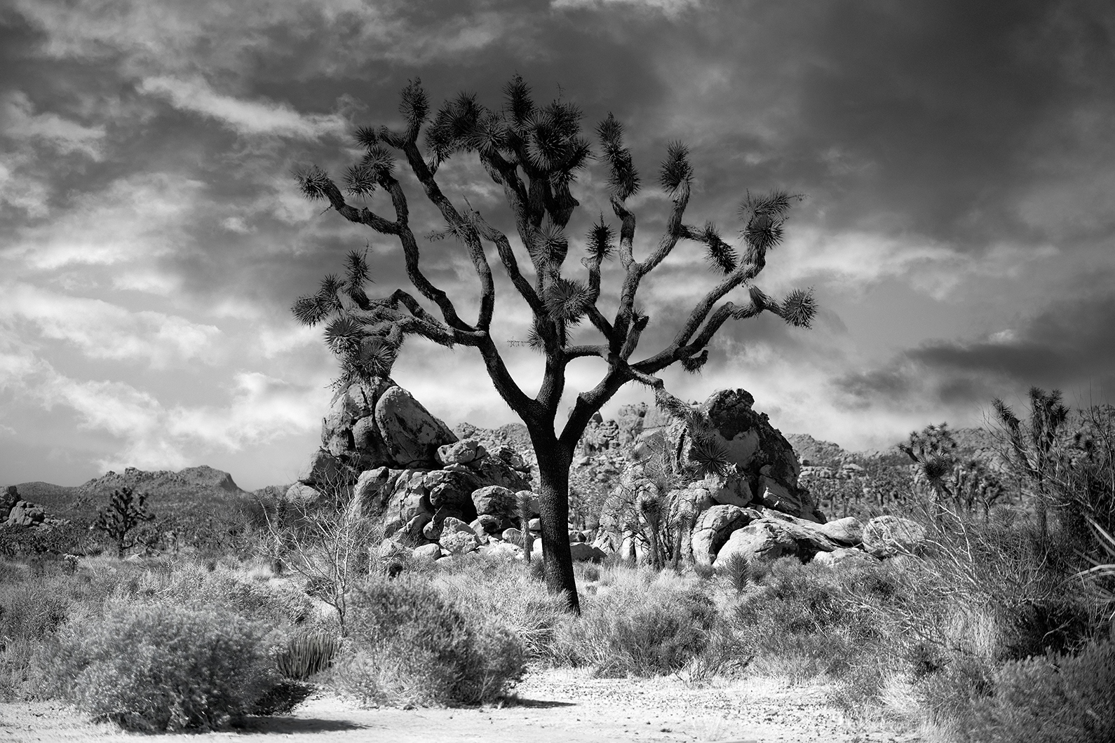 Joshua Tree NP