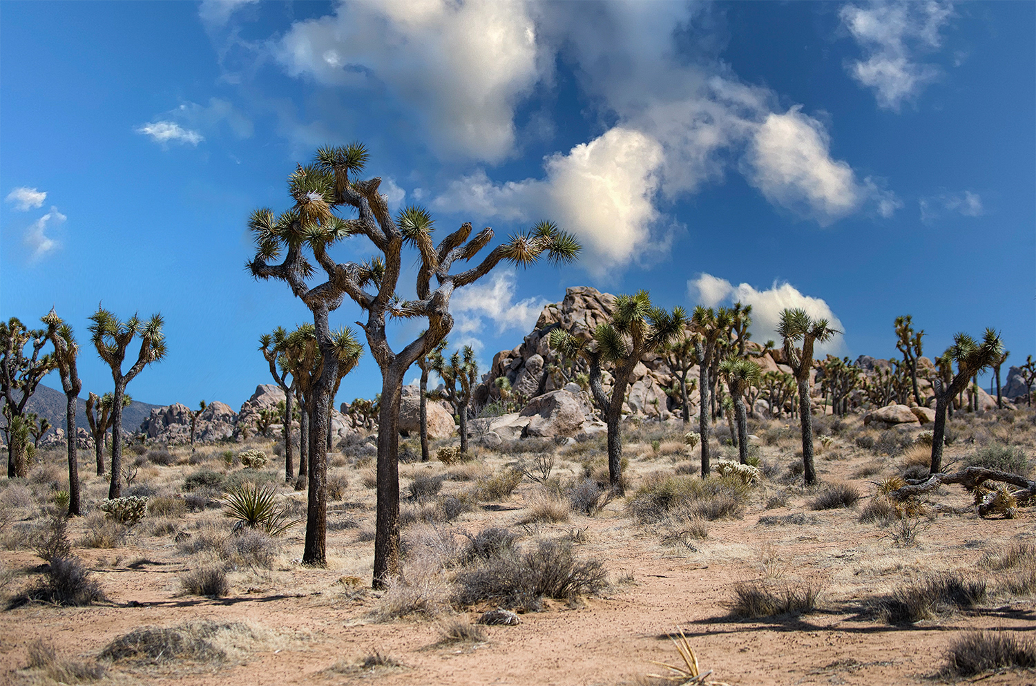 Joshua Tree NP