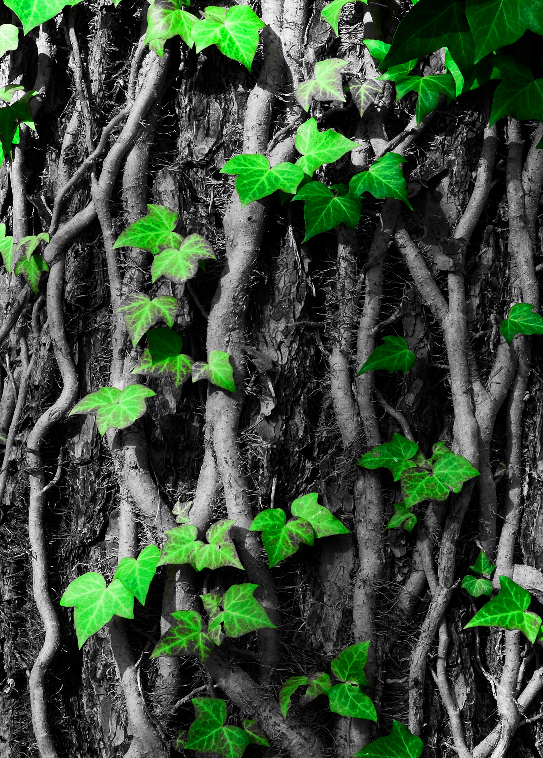 Massapequa Preserve, NY