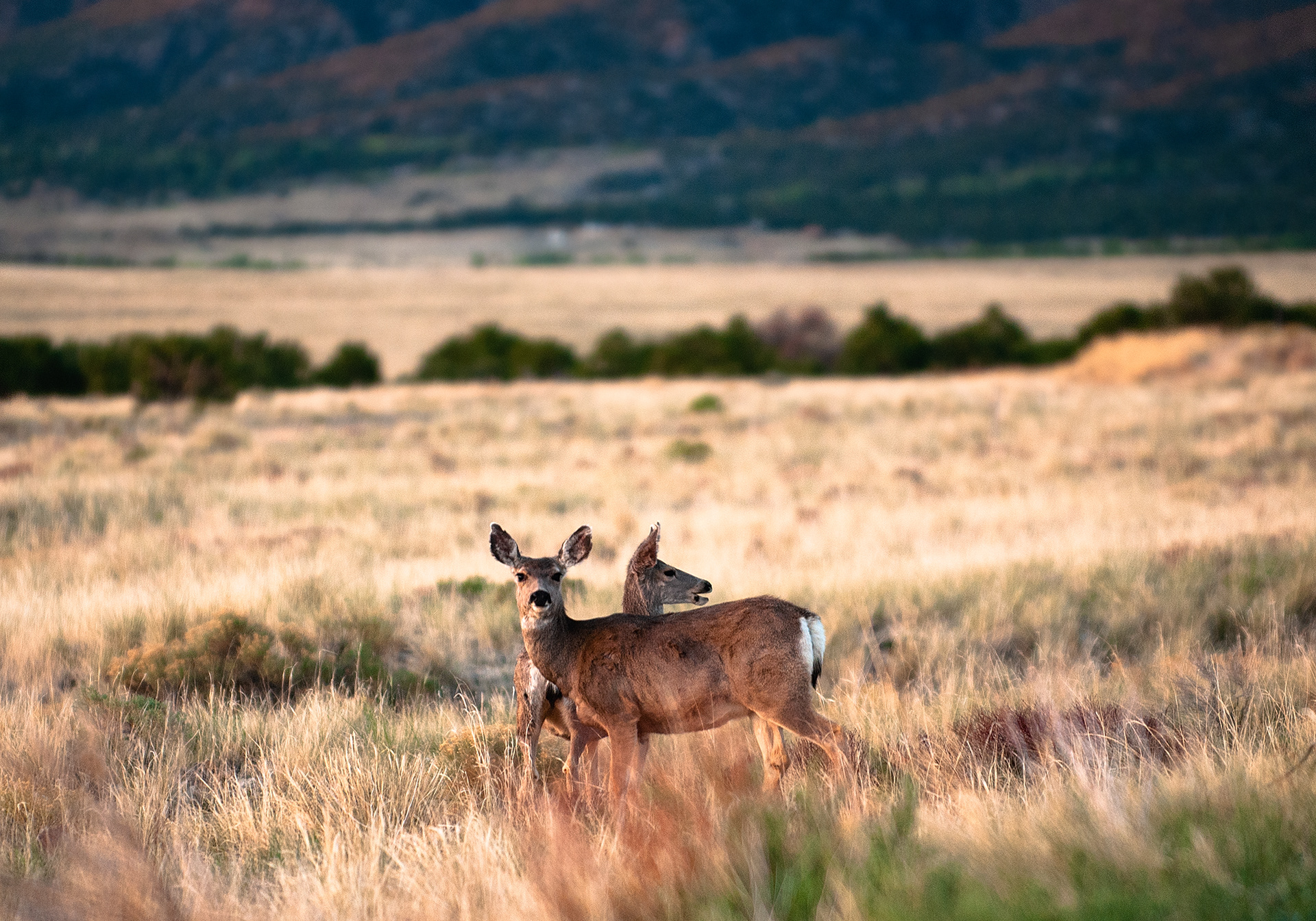 Great Sand Dunes NP, CO
