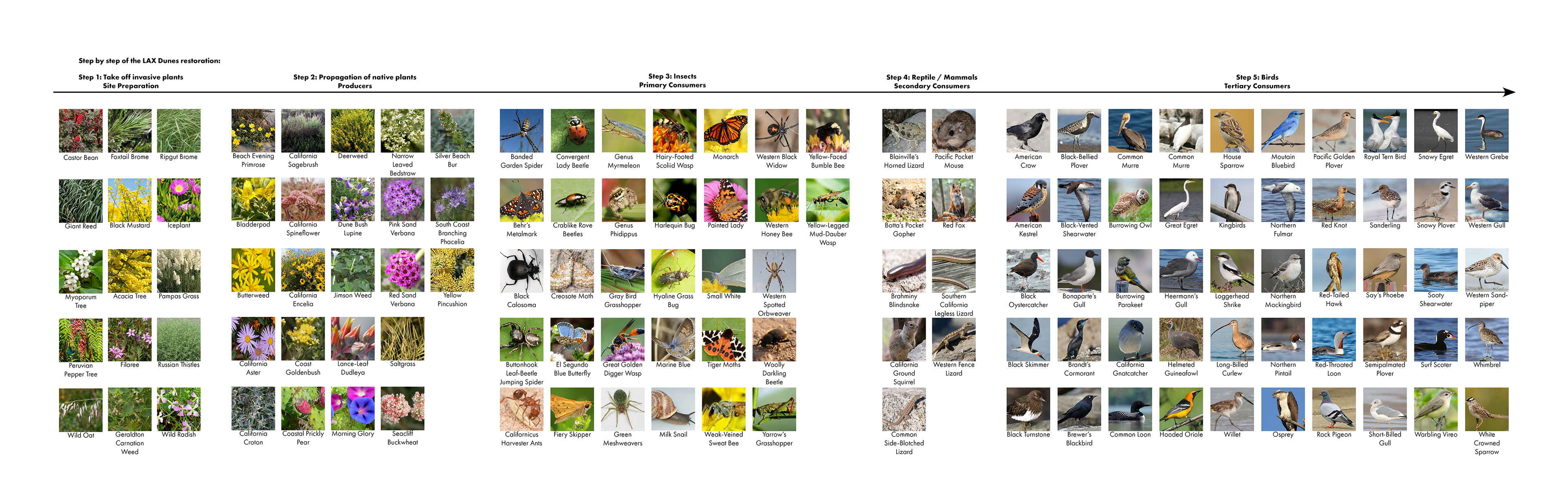 Wildlife and Restoration Research