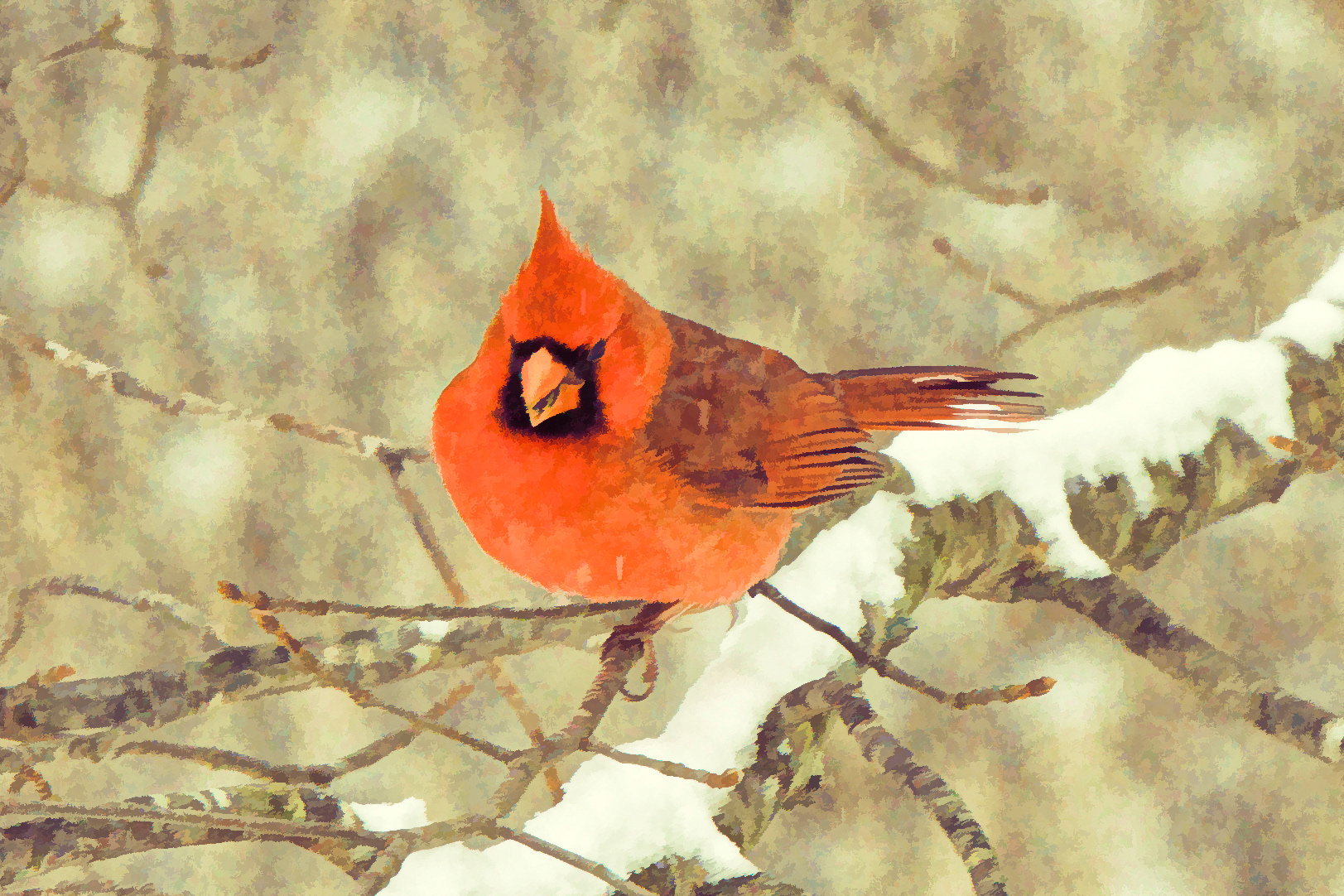 Print 5...Male cardinal....