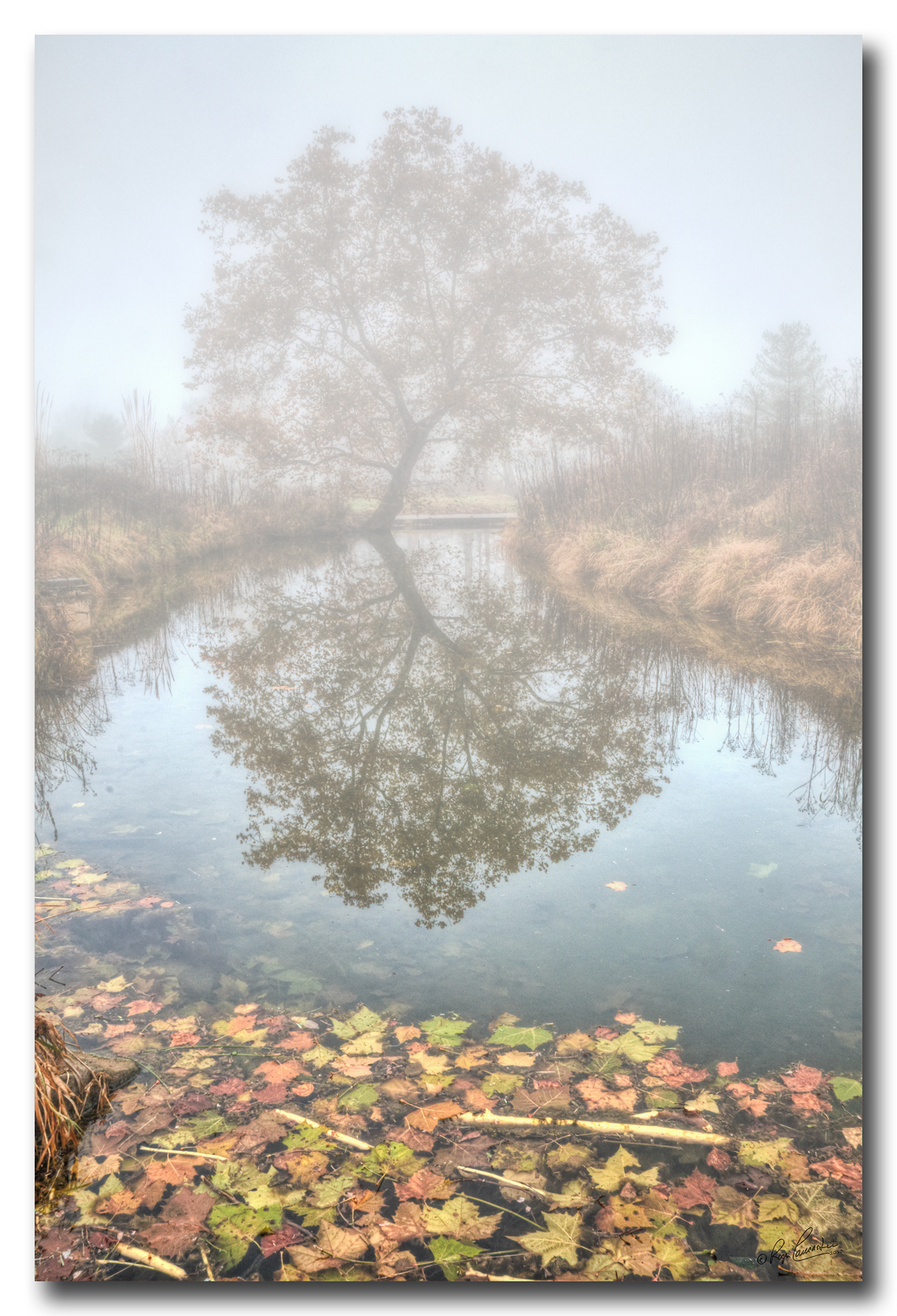 Print 48...More In the Mist
