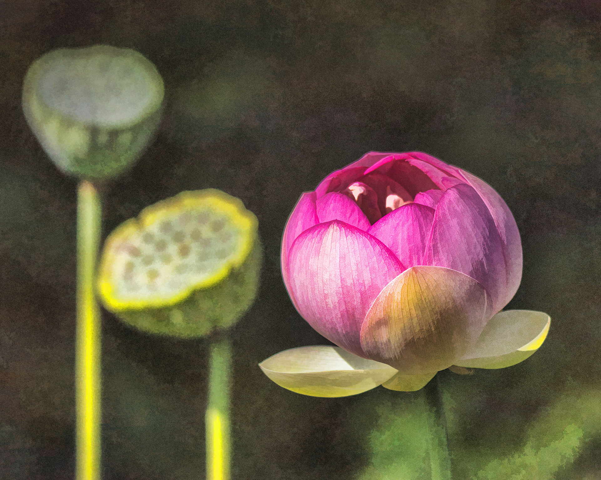 Print 2...Closed lotus...