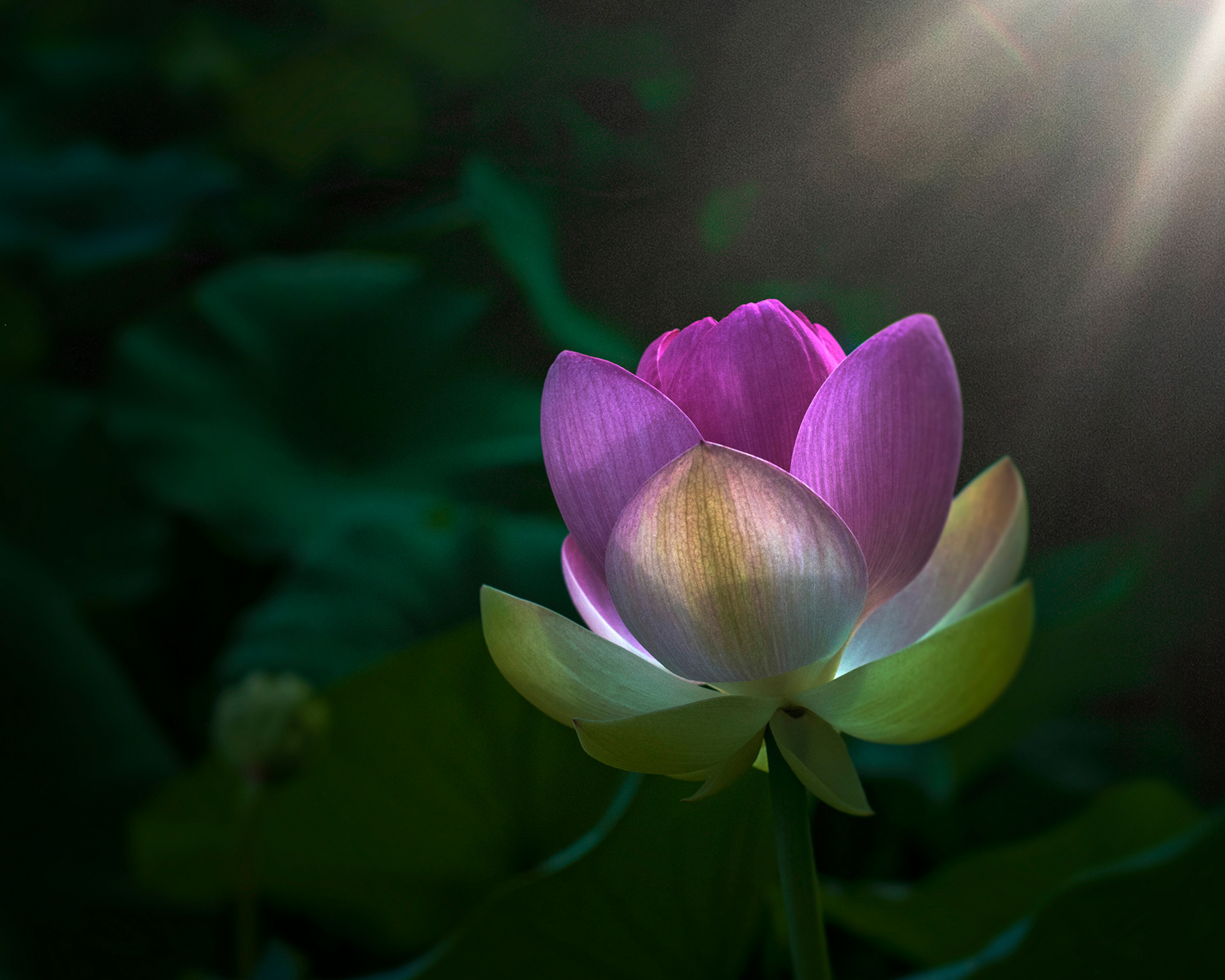 Print 1...-+Open lotus...