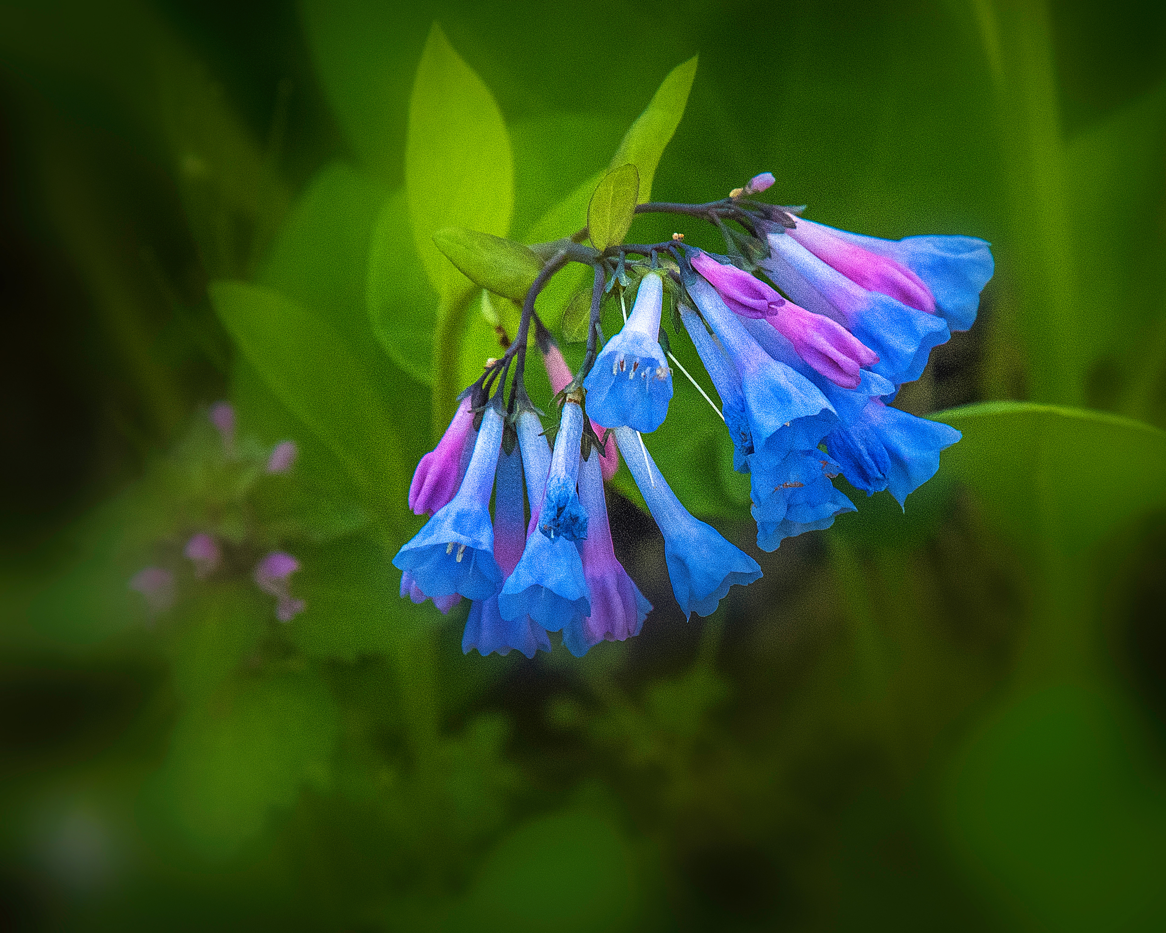 Print 5...Virinia bluebells #2...