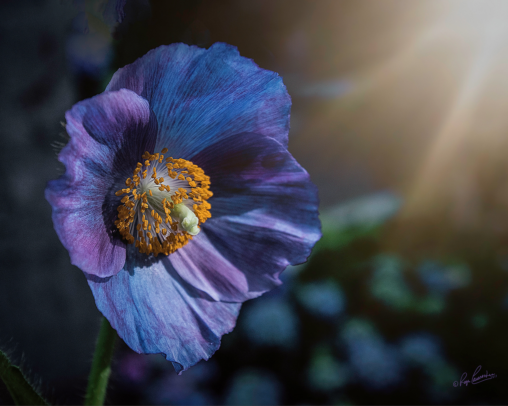 Print 4...Blue poppy...