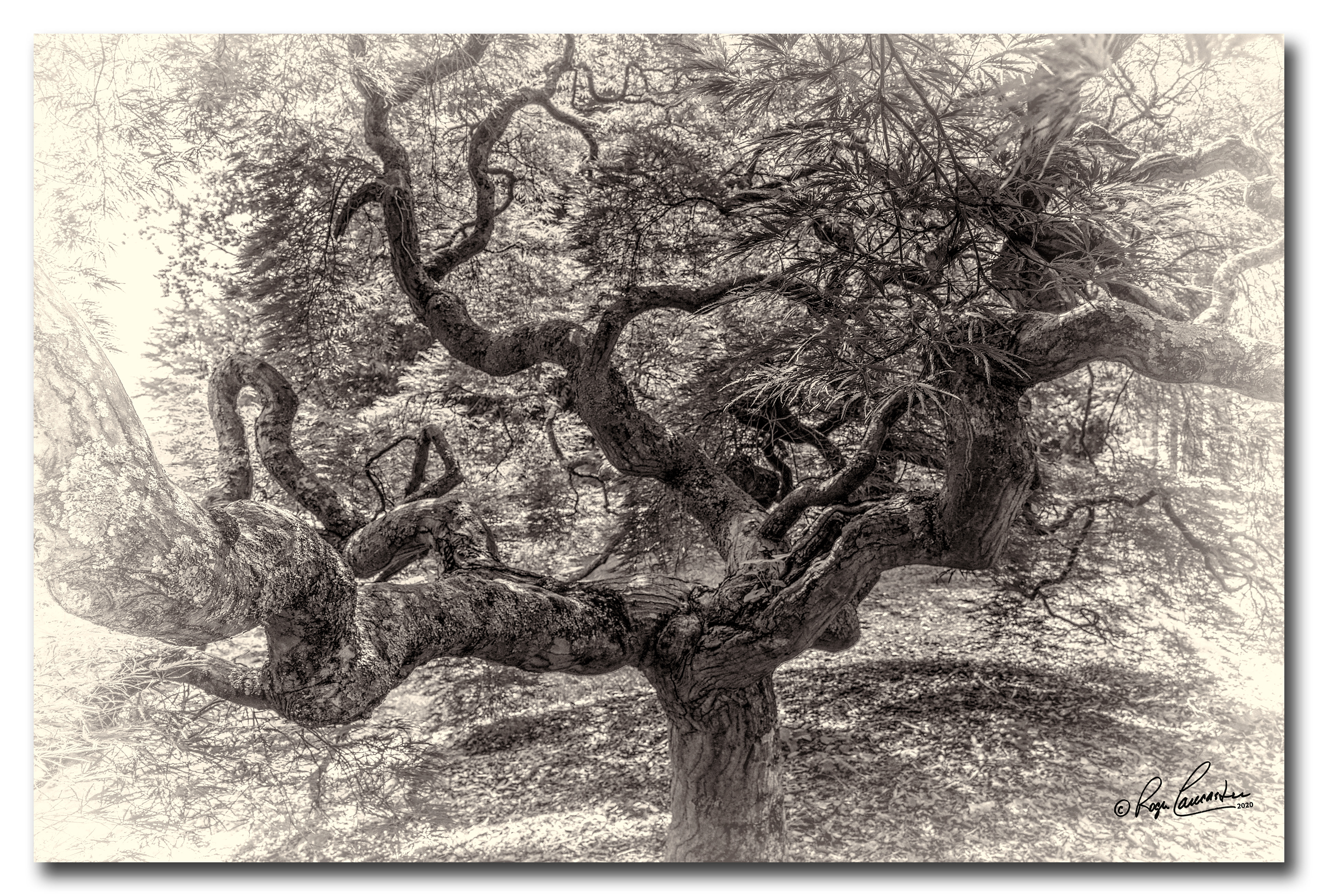 Print 9...At Oatlands Plantation....