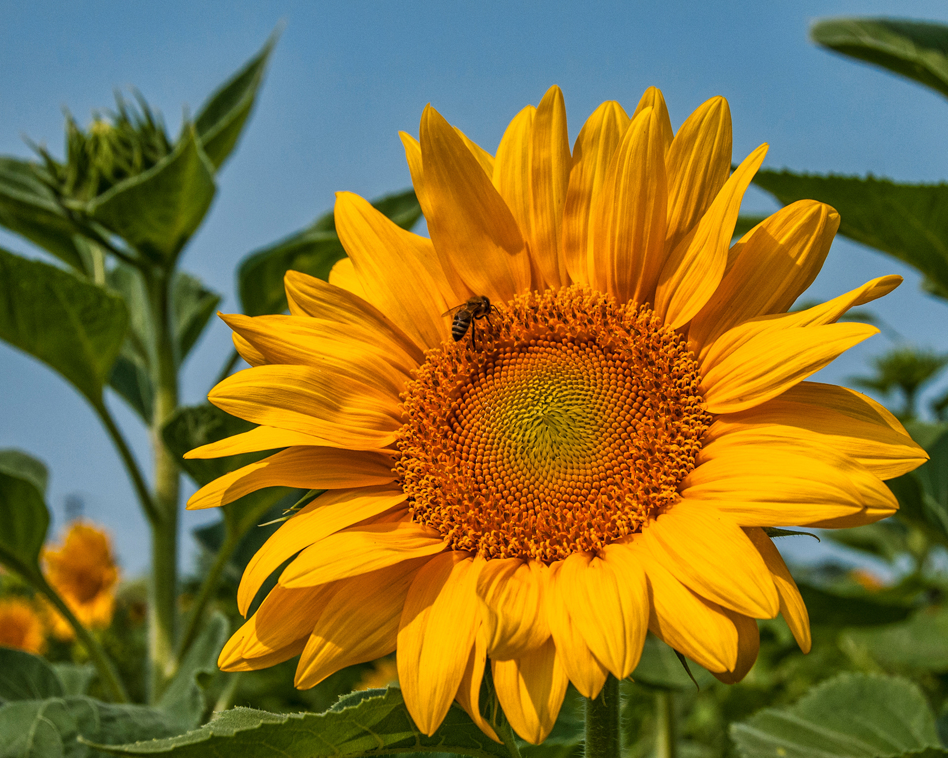 Print 6...Sunflower and bee...