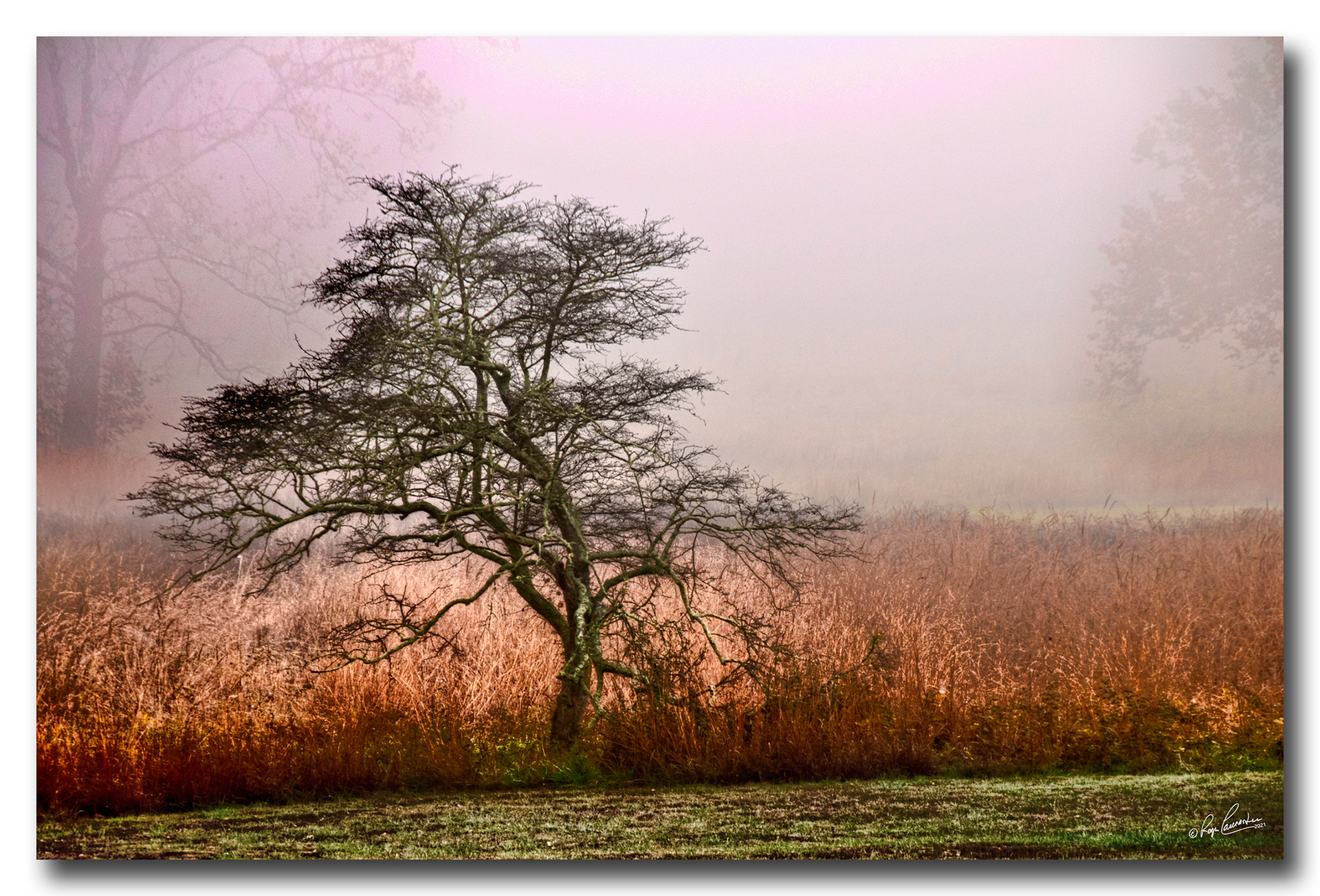 Print 10--Tree in mist...