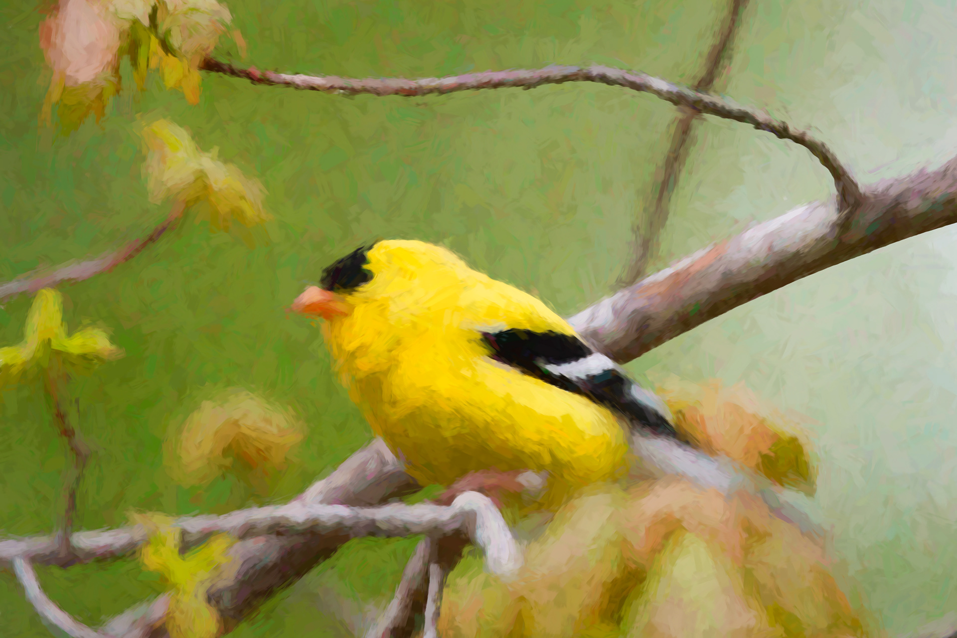 Print 4....Male goldfinch.....