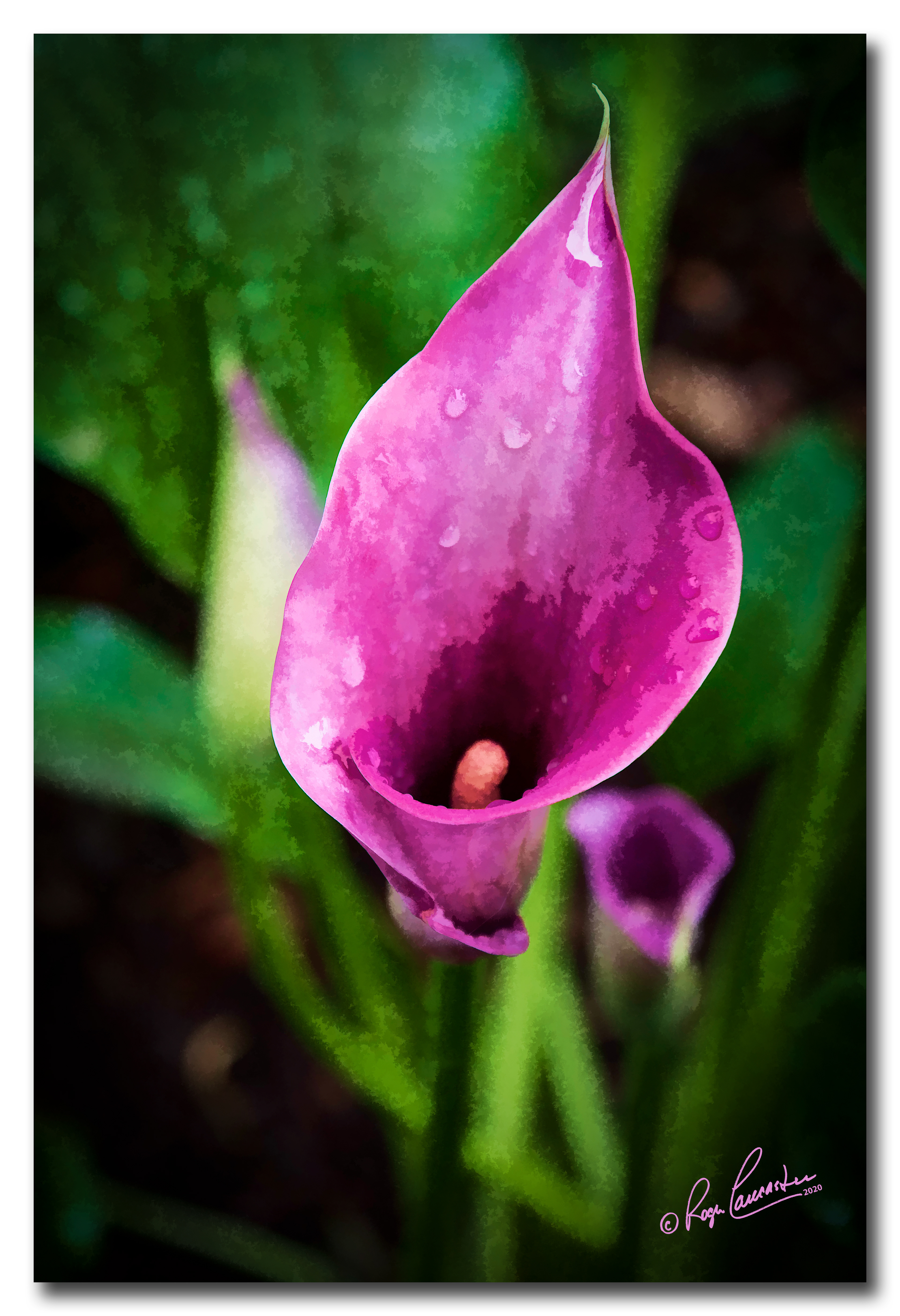 Print 7...Cala lilly...