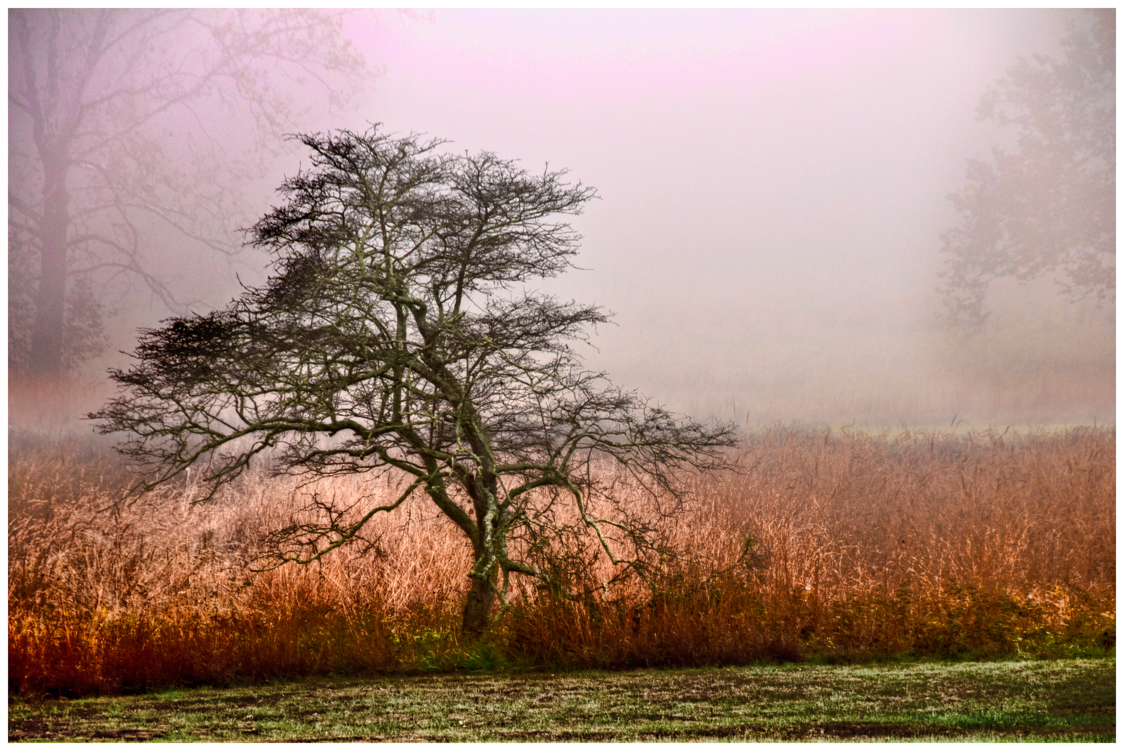 Print 23...Lonesome tree...