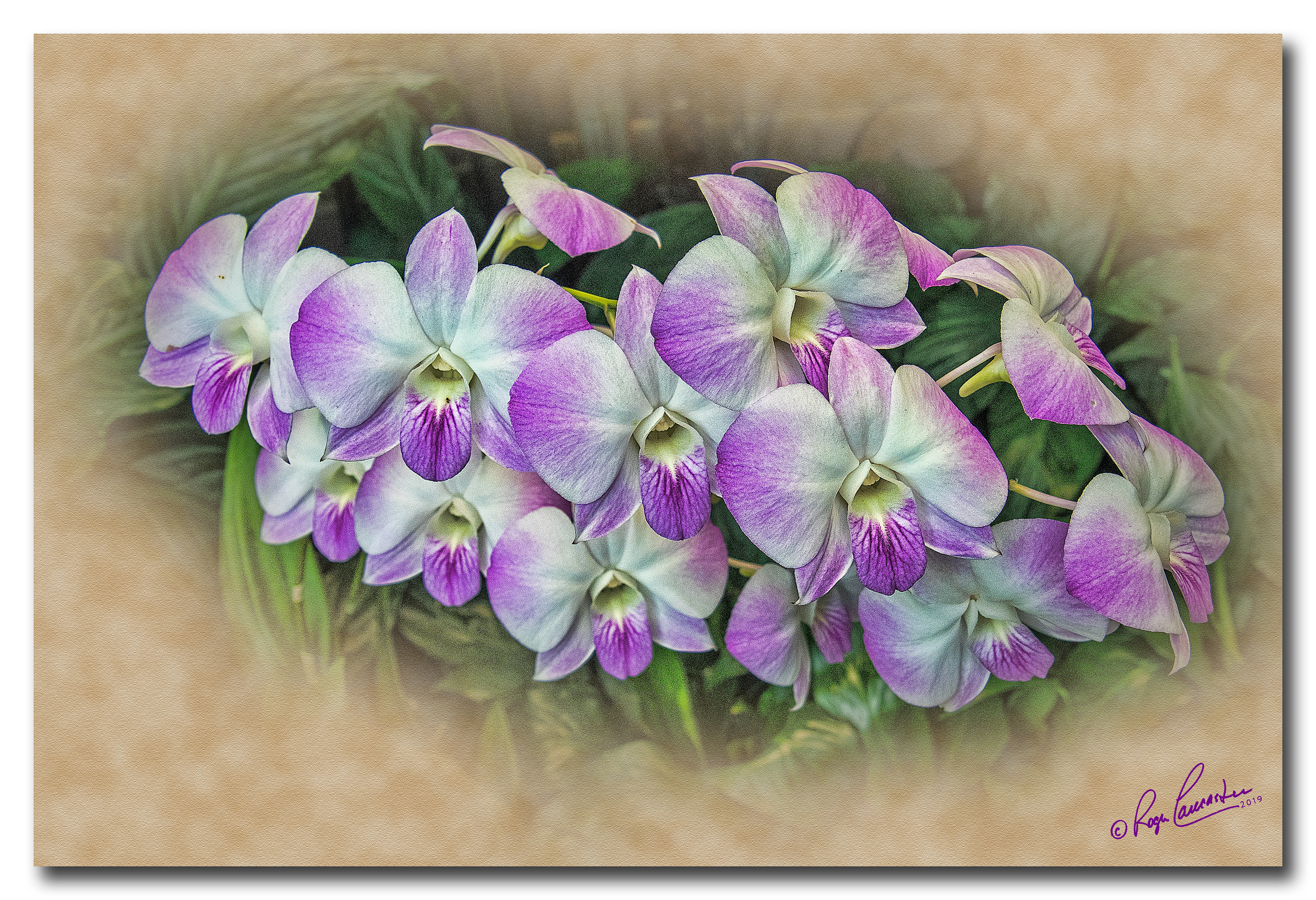 Print 9...Orchid display...