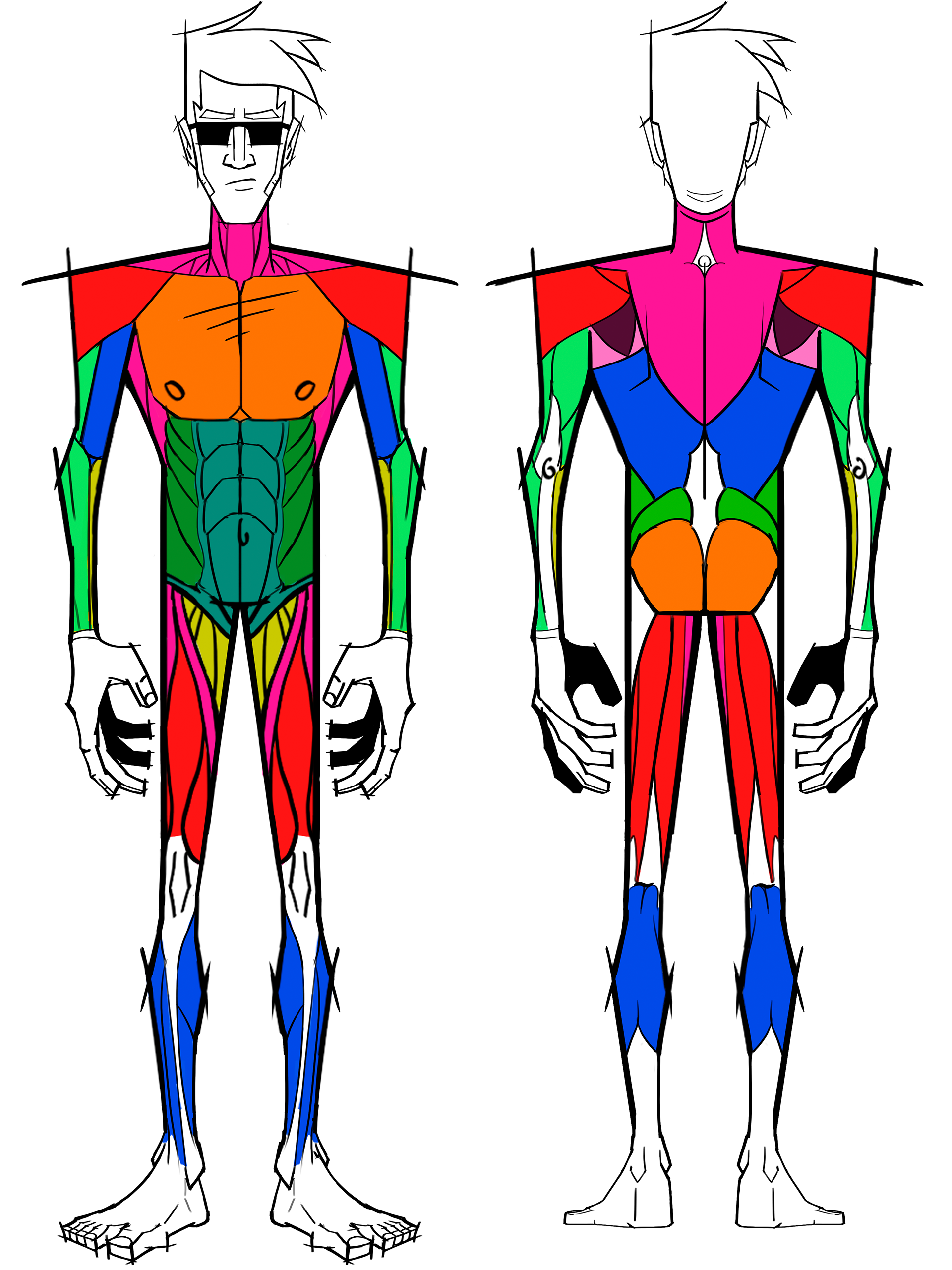 muscle system