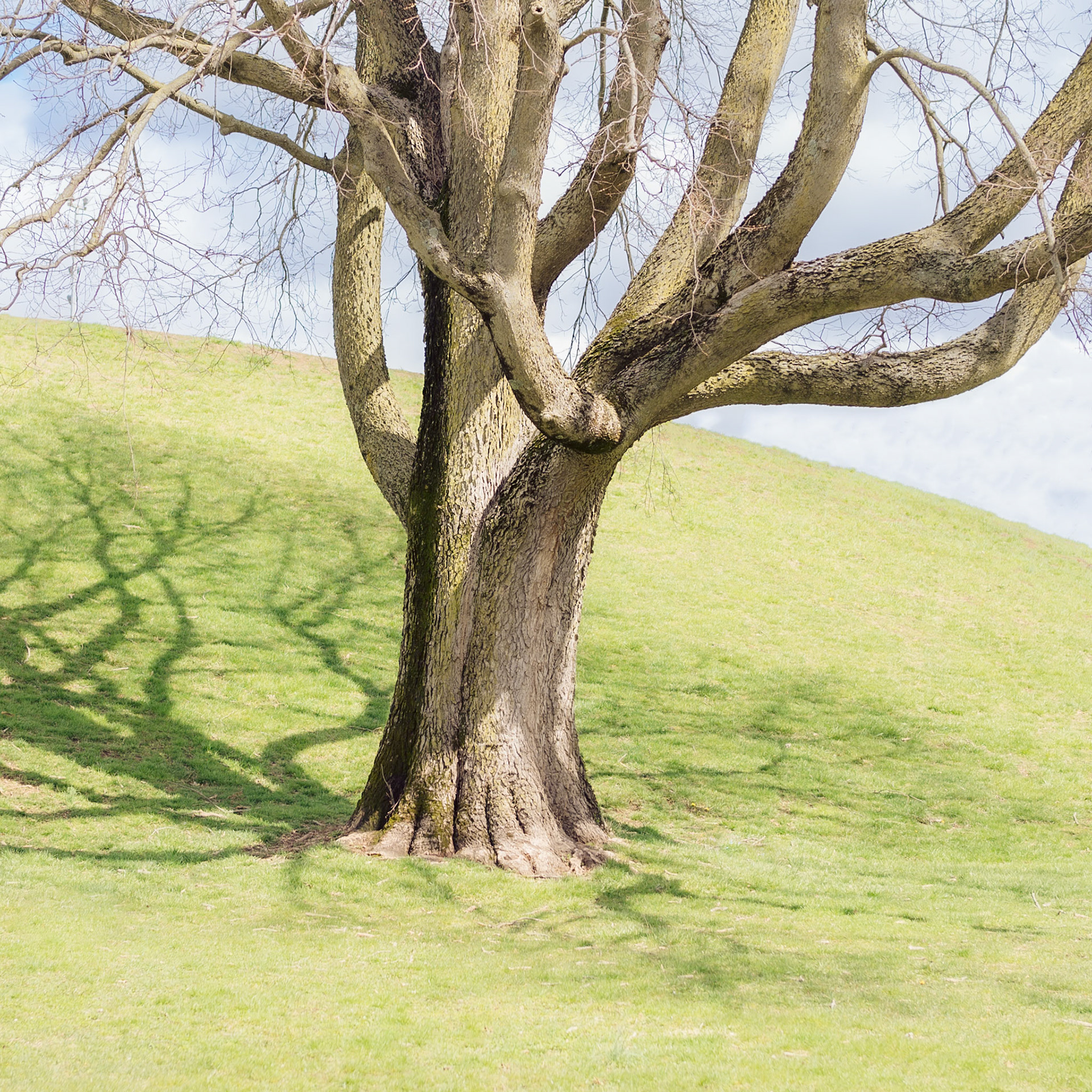 Tree Shadow - Columbus, Indiana 2023