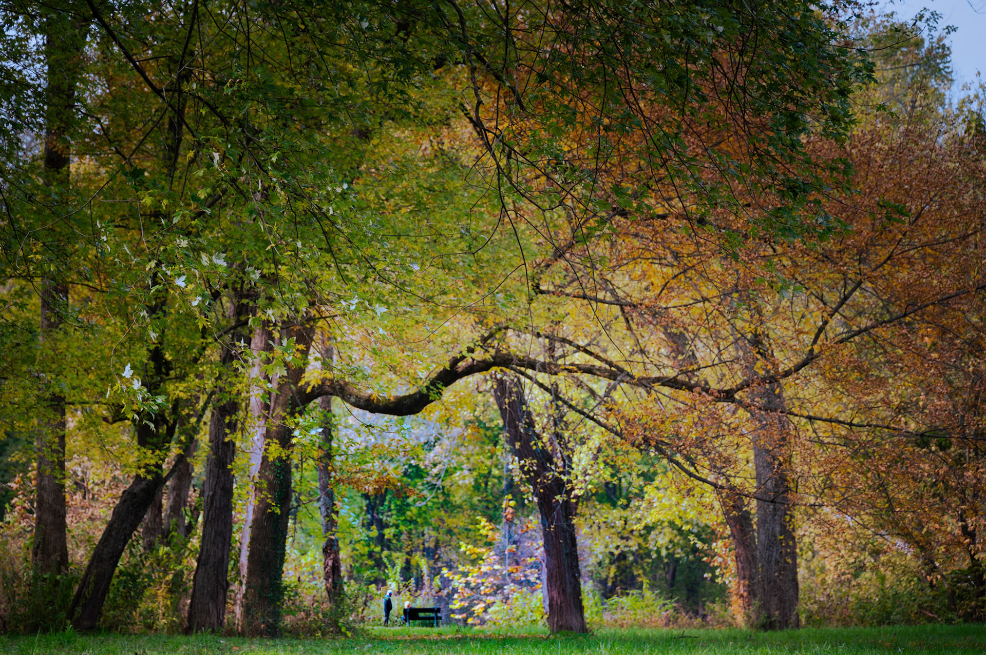 Tree Lines I - Columbus, Indiana 2021
