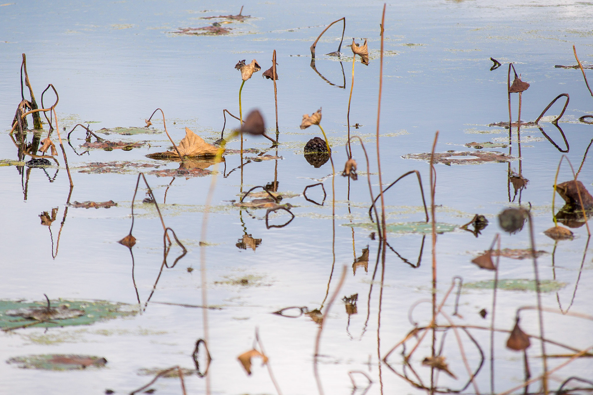 Water Music I - Jackson County, Indiana 2020