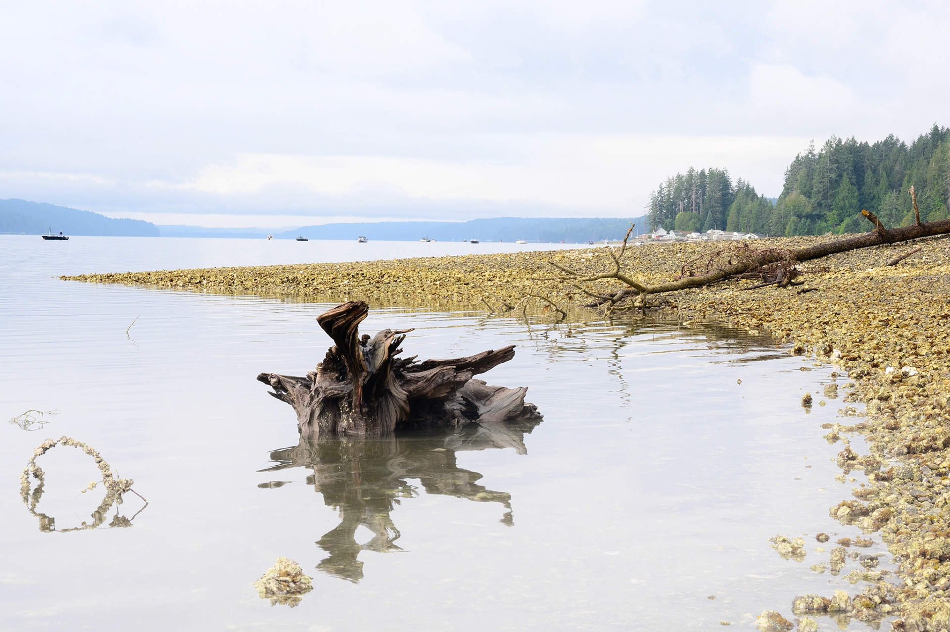Oyster Beds - Olympic Peninsula 2023