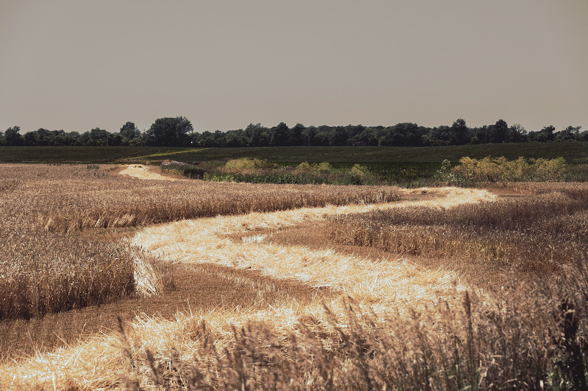 Amber Wave - Bartholomew County, Indiana  2022
