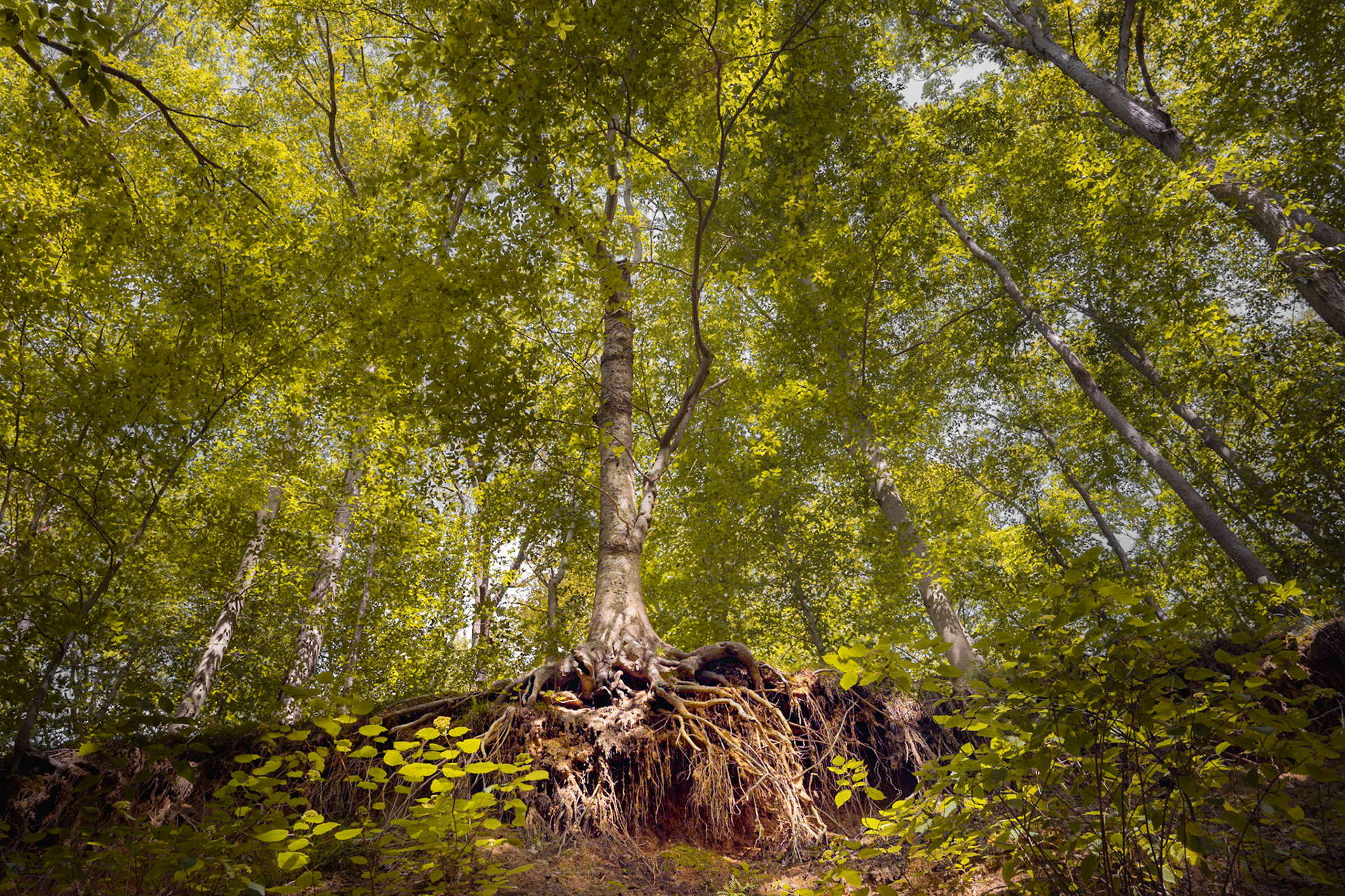 Alpha Tree - Brown County, IN 2020